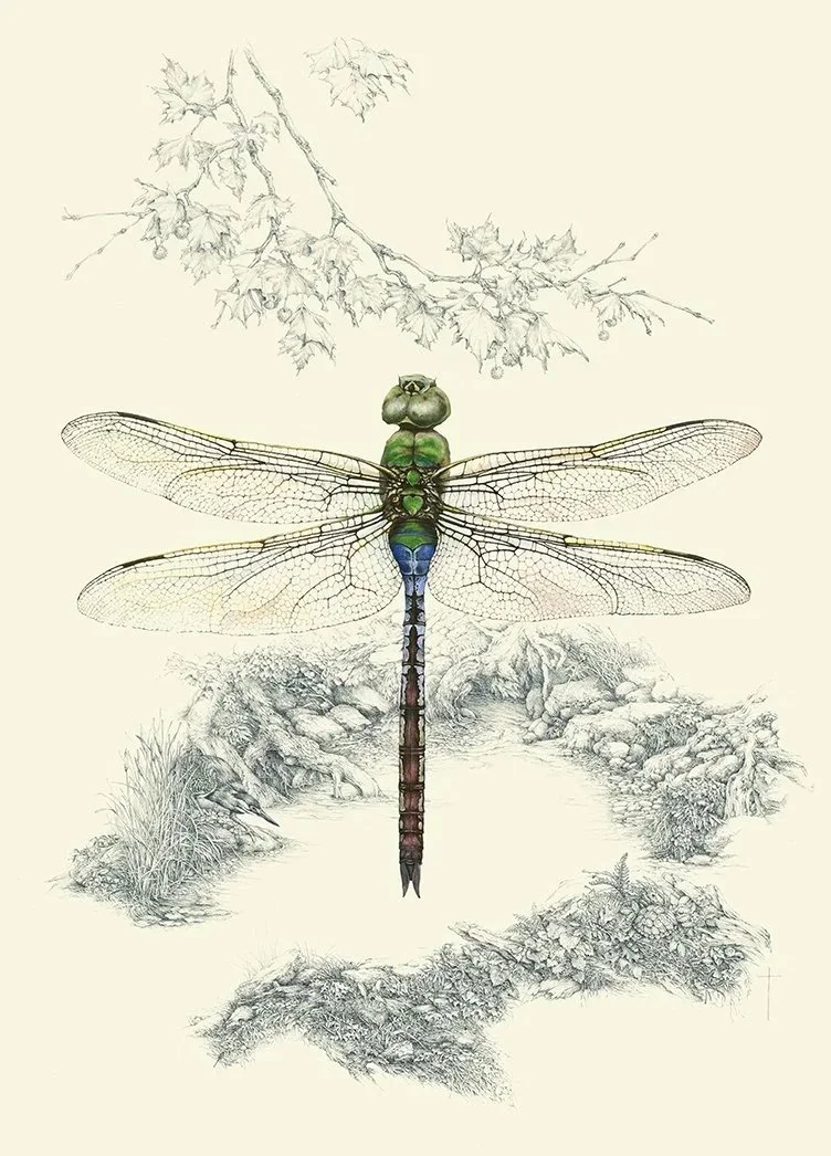 "It's Really about the Water" - emerald darner dragonfly
