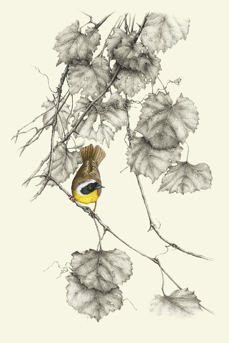 "Common Yellow-throated Warbler"