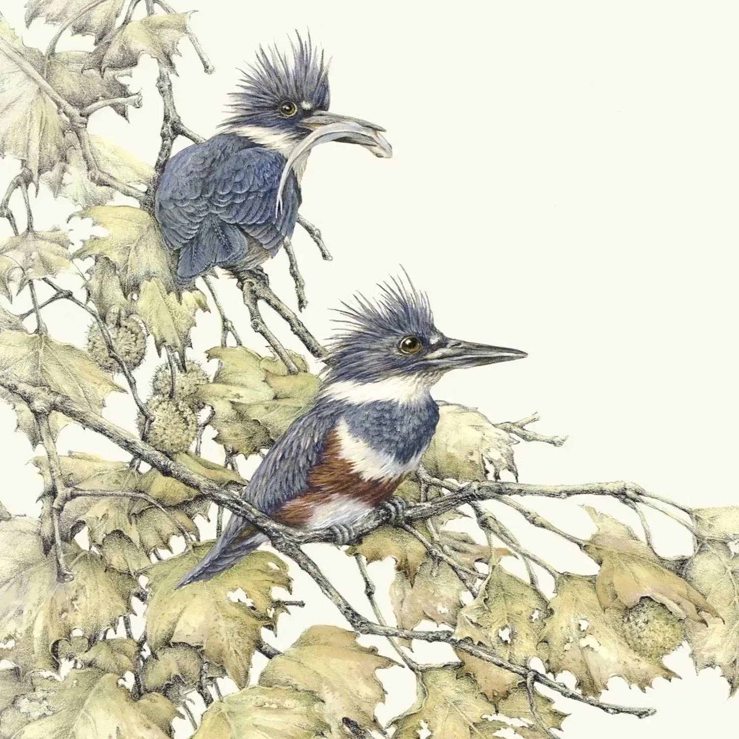 "Competition at the Fishing Hole" - belted kingfishers