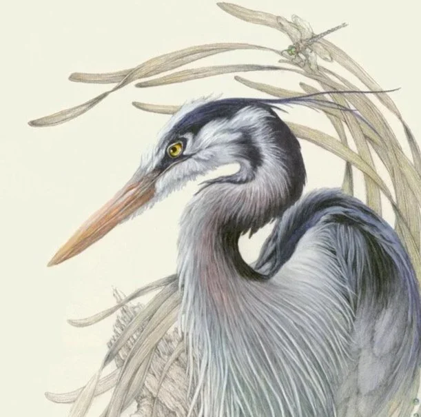 Lost in Thought- Great Blue Heron