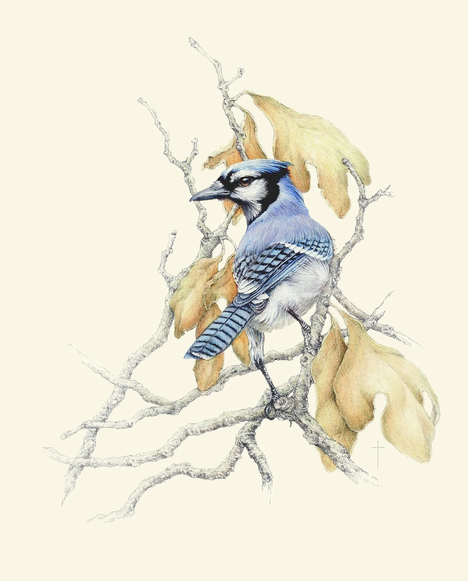 WEBSapphire AmongSassafras.jpg