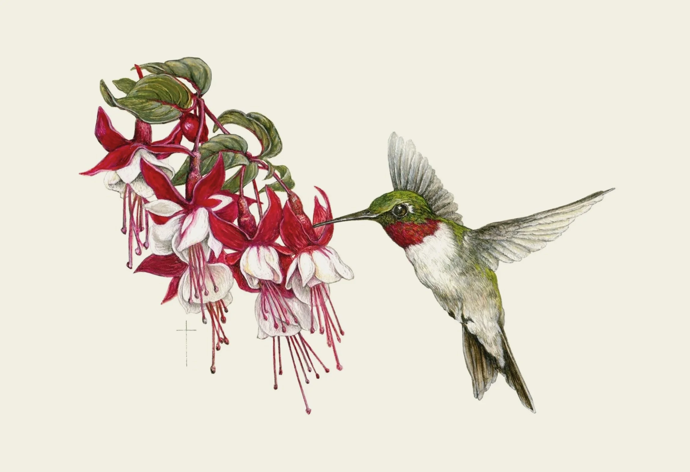 "Hummingbird and Fuschia" - ruby-throated hummingbird