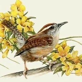 "Carolina Wren and Jasmine"