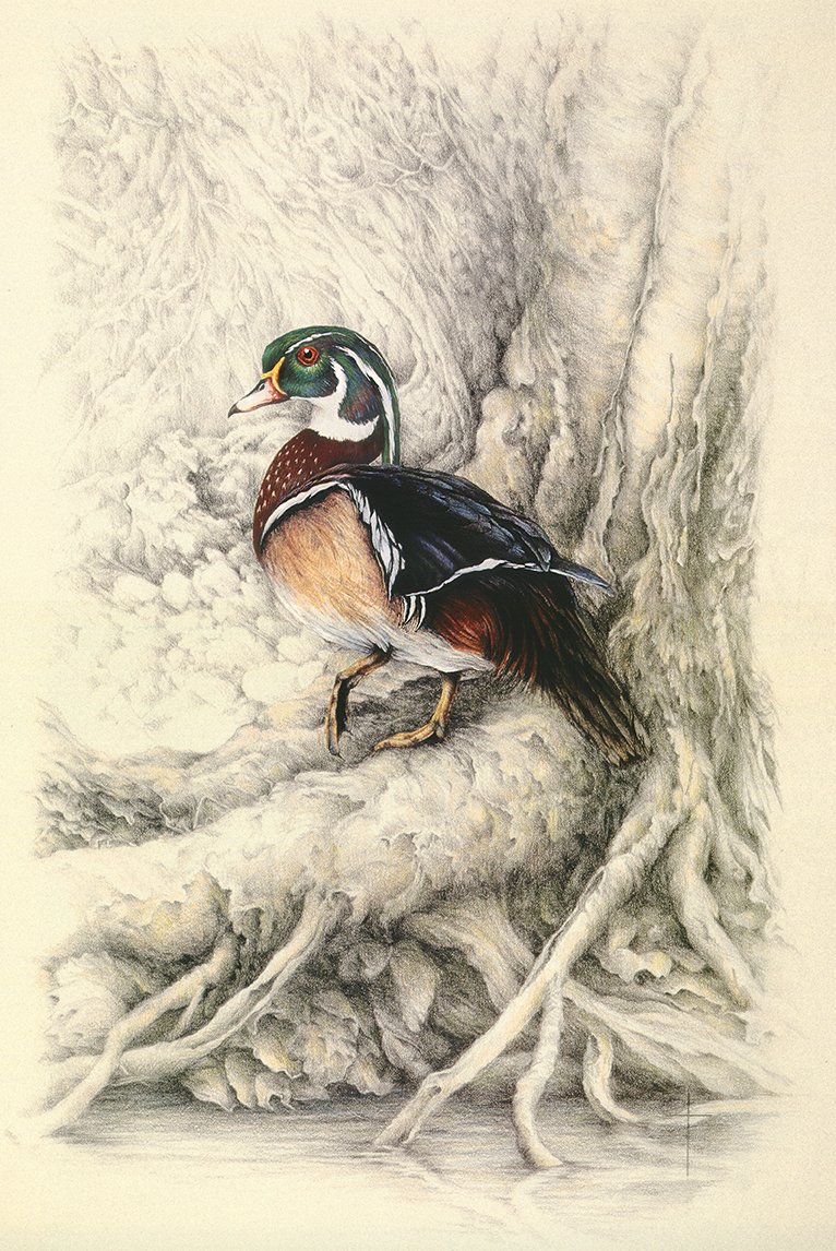 "River Woody" - wood duck