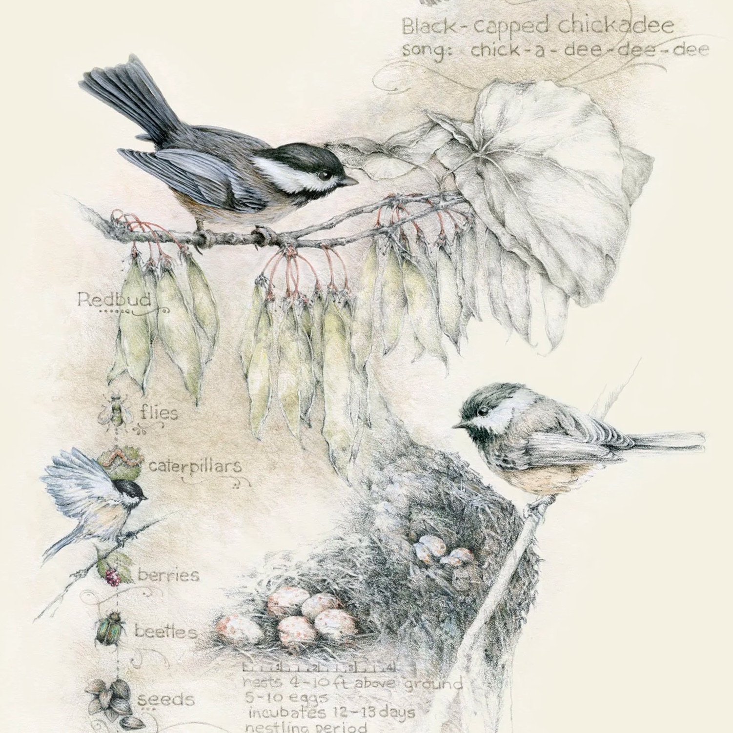 "Birds, Bugs, and Berries" - black-capped chickadee