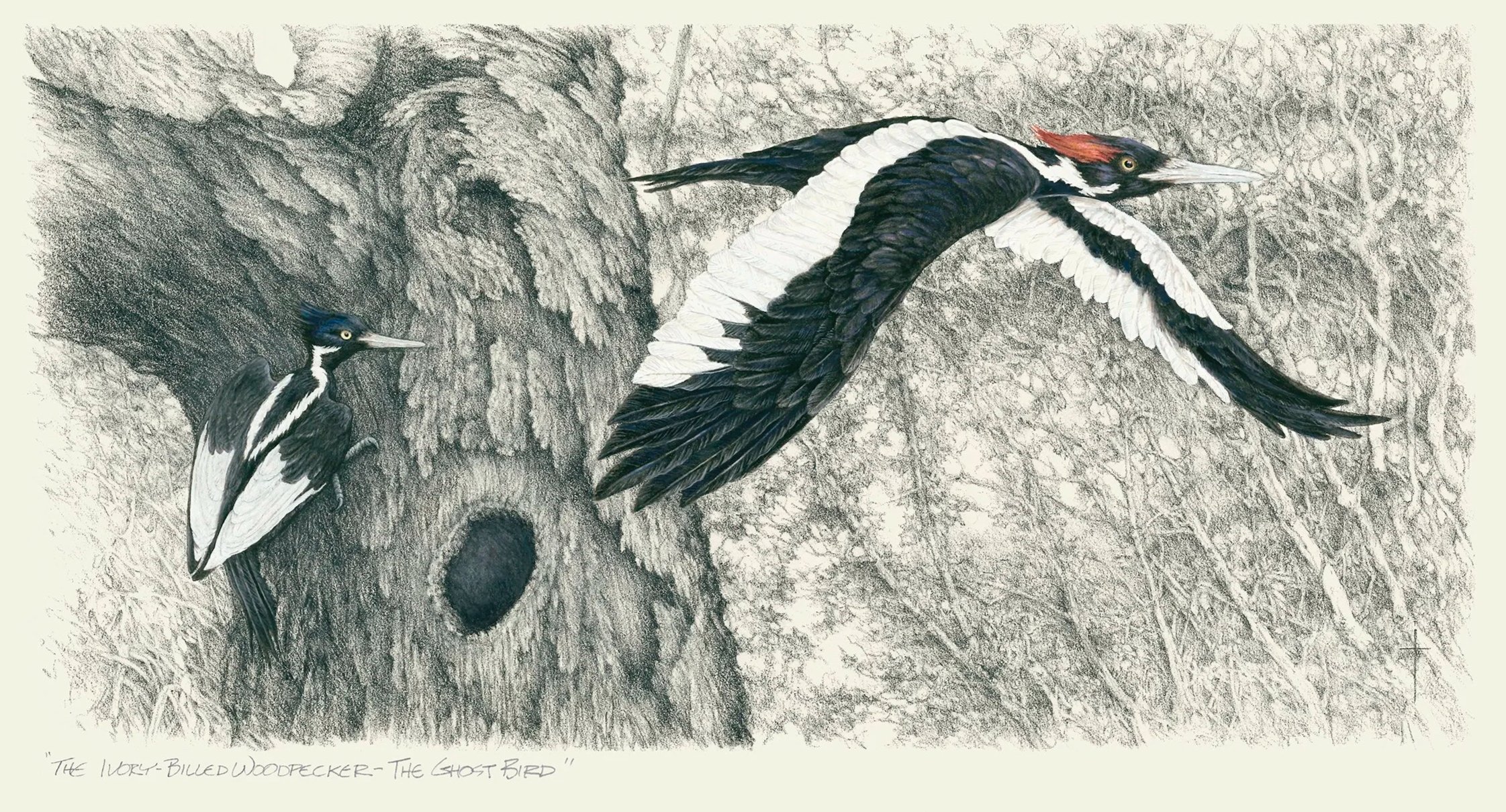 WEBIvory-Billed++Woodpecker.jpg