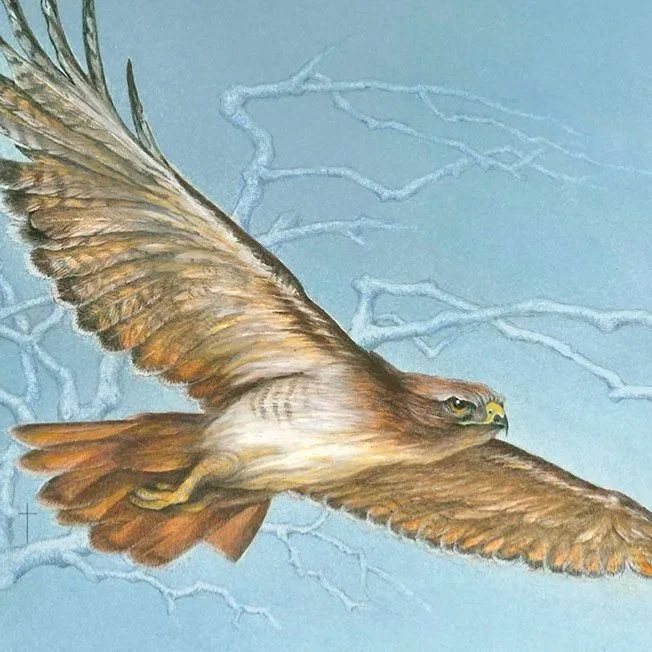 "Soaring Free" - Red-tailed Hawk