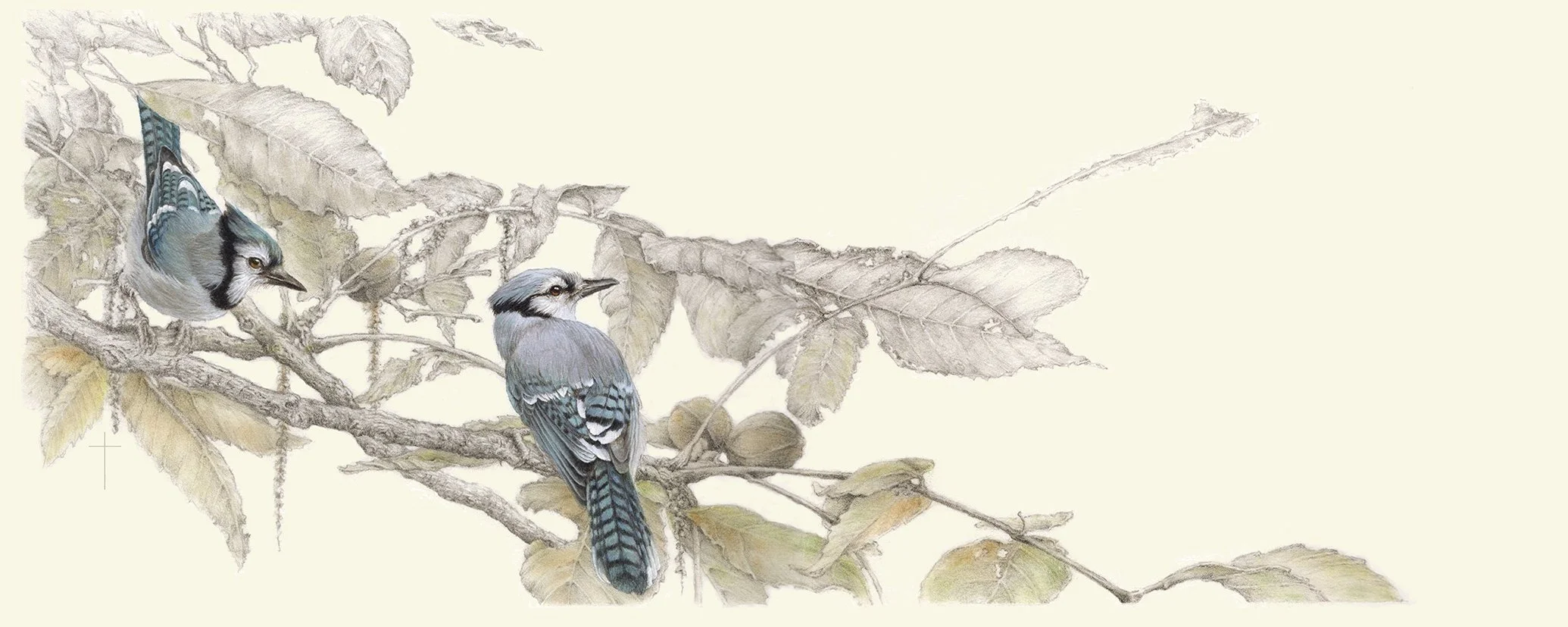 Watching from the Hickory.jpg.jpeg