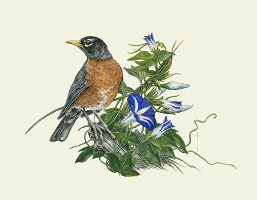 WEBTopOftheMorningRobin&Morning Glory.jpg