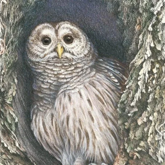 "Home Sweet Home" Barred Owl