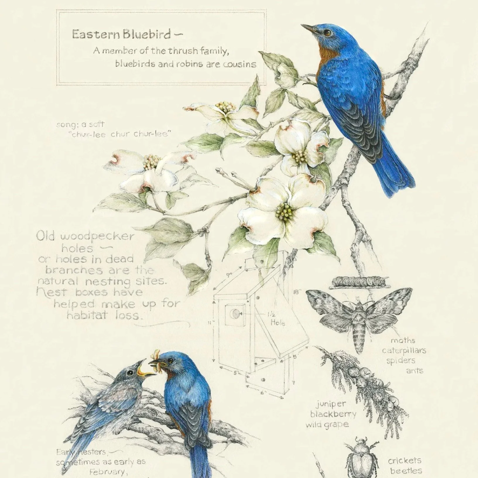 "Birds, Bugs, and Berries" - eastern bluebird