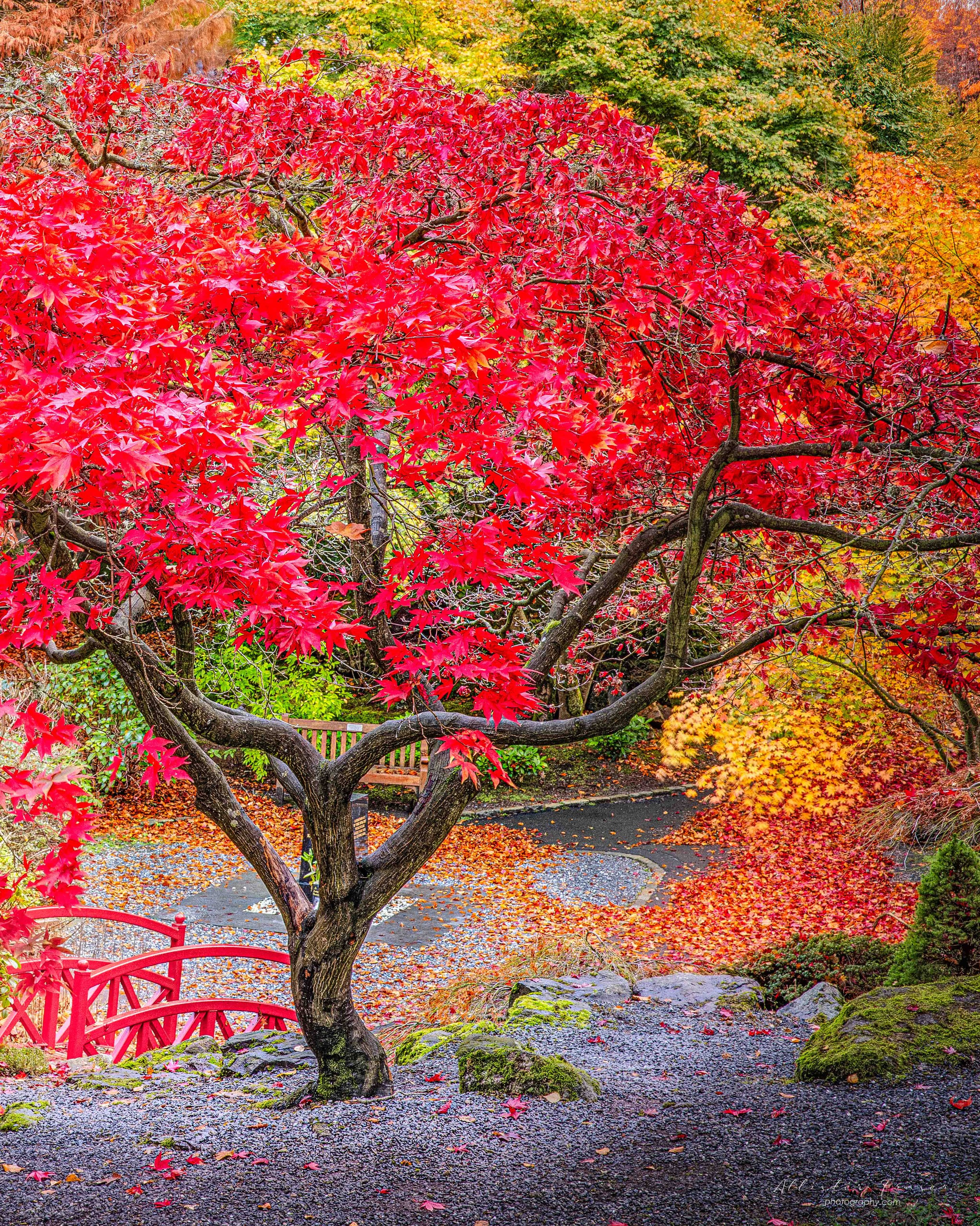 Johnston gardens in autumn as the maple tree reaches it's peak
