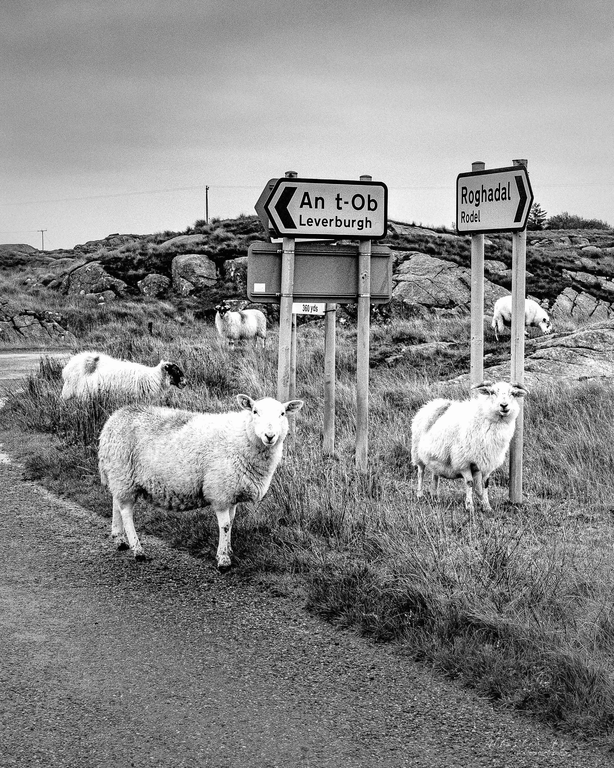 sheep confused by which way to go