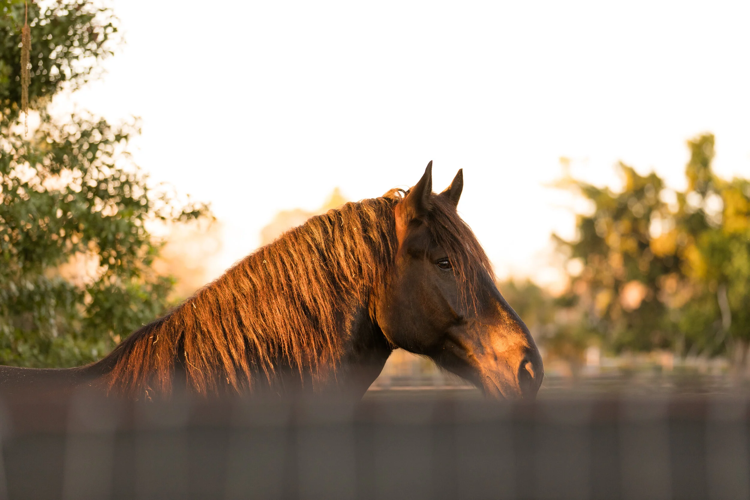 About — Black Horse Stables