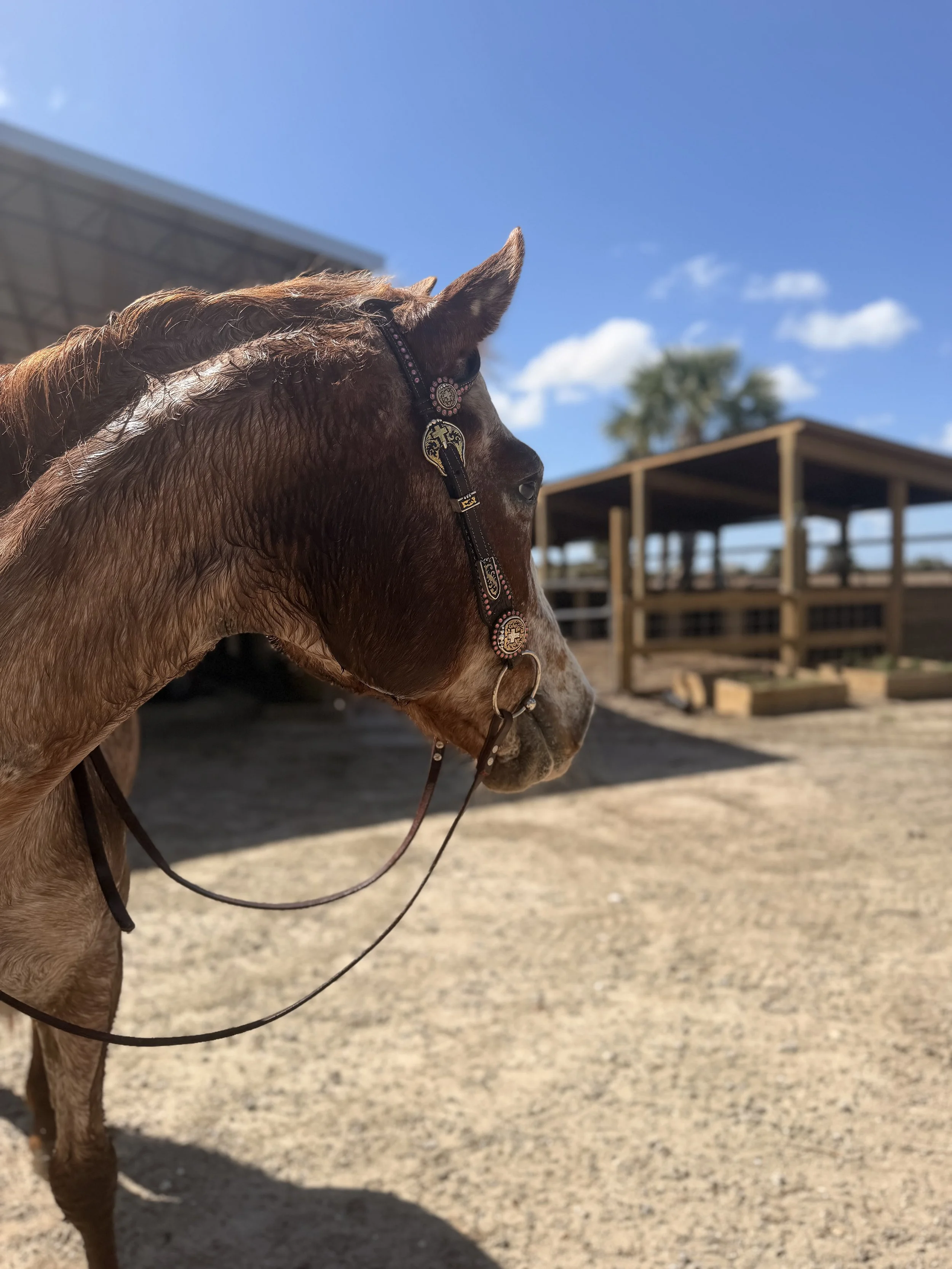 Side profile of a brown horse with a decorative halter on its head, standing outdoors under a clear blue sky with a few clouds, near a wooden structure and some trees.