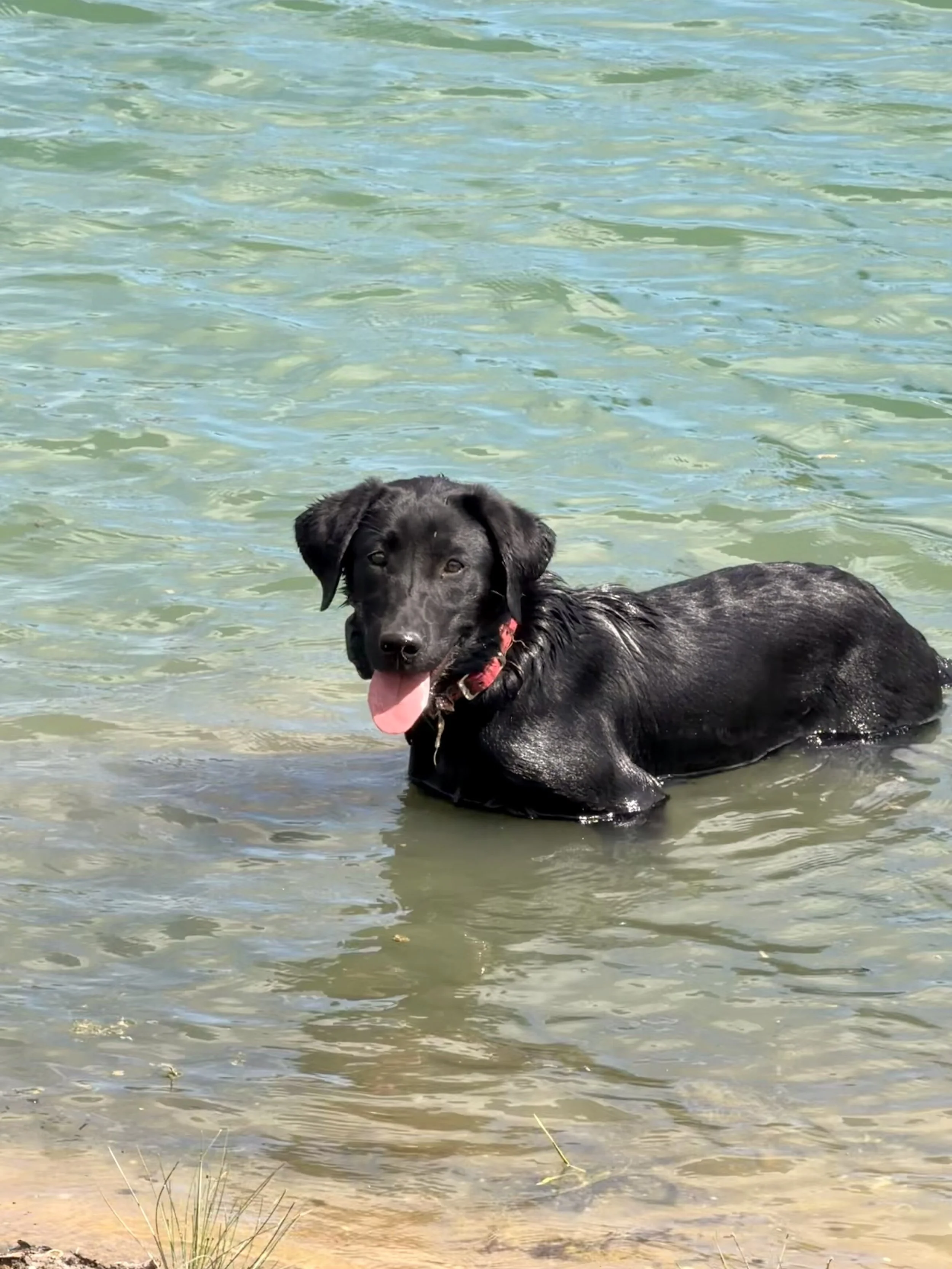 A black dog with a red collar lying in shallow water at the edge of a lake or pond, looking at the camera with its tongue out.