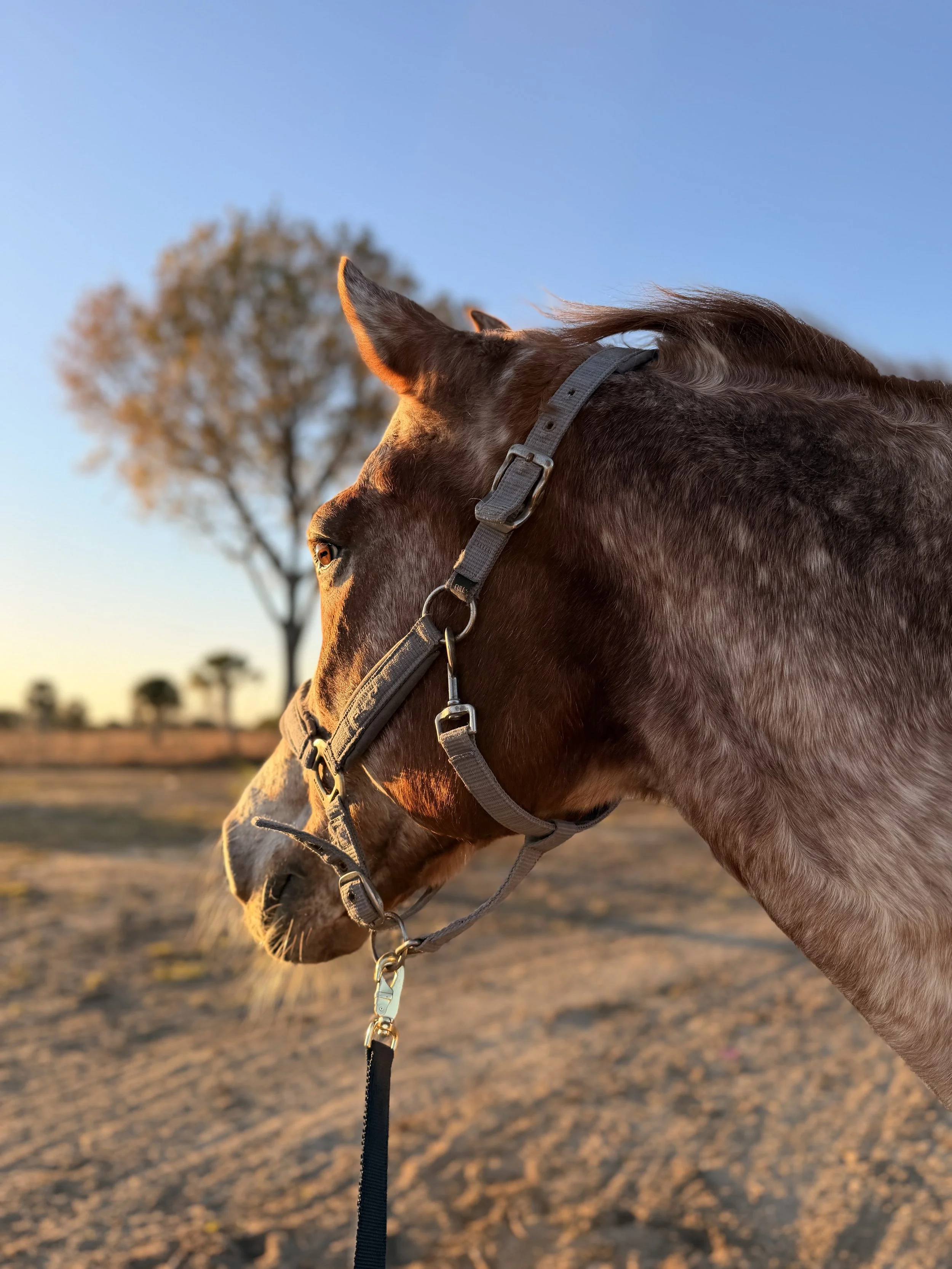 A horse's head in profile, wearing a halter, with a tree in the background during sunset or sunrise.