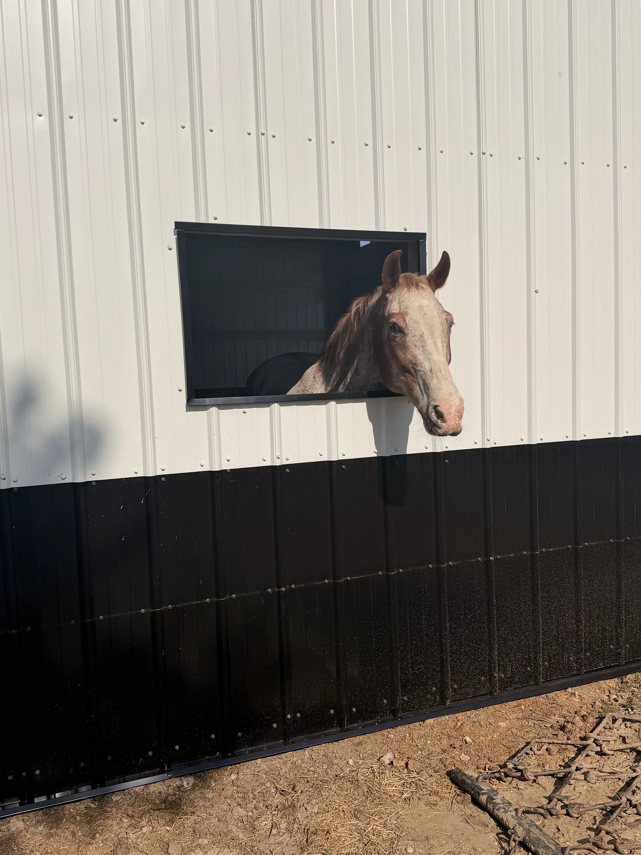 A horse with a light brown and white face looks out of a small window in a white metal barn or stable.