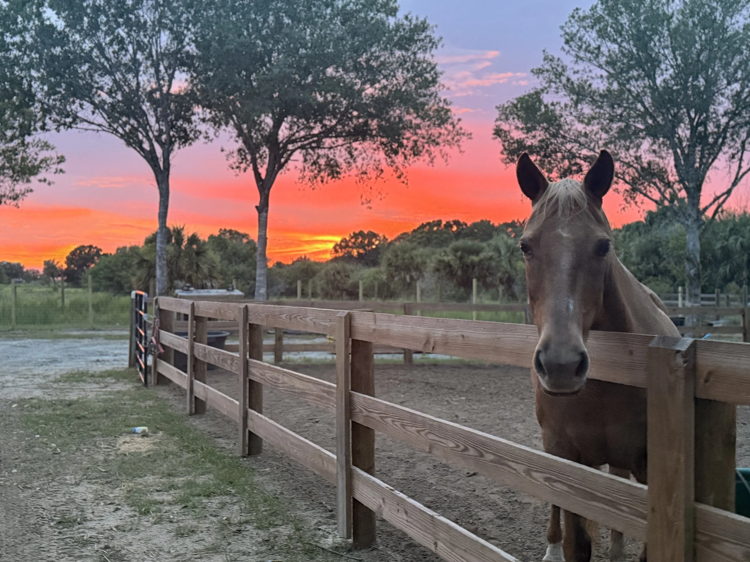A horse peeking over a wooden fence during a colorful sunset with trees in the background.