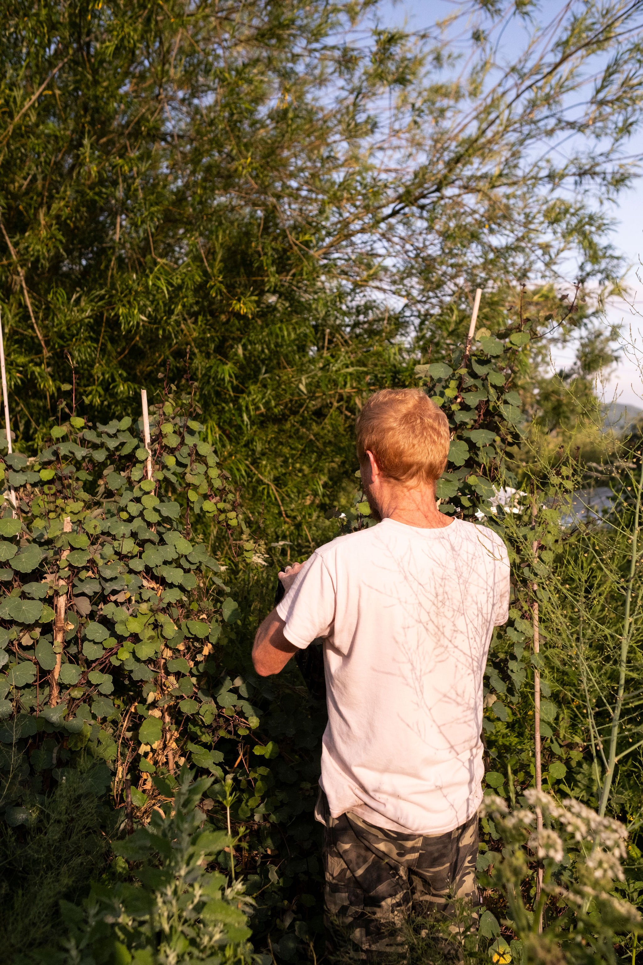 Photography for an organic vegetable box scheme. Permaculture photographer in Derbyshire.