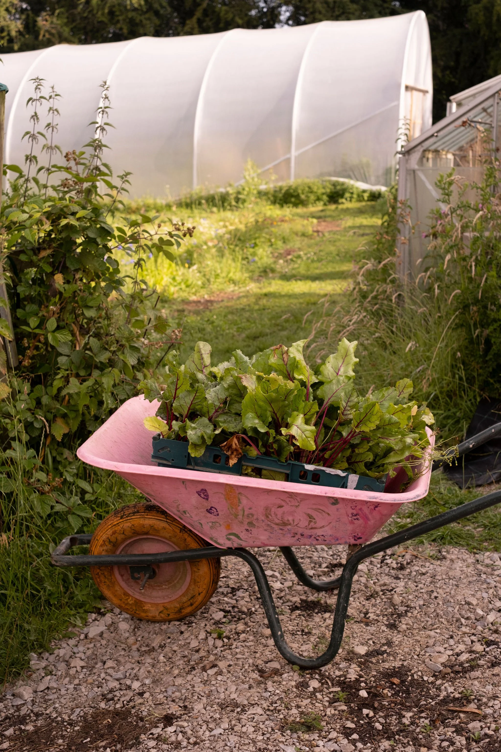 Photography for an organic vegetable box scheme. Permaculture photographer in Derbyshire.