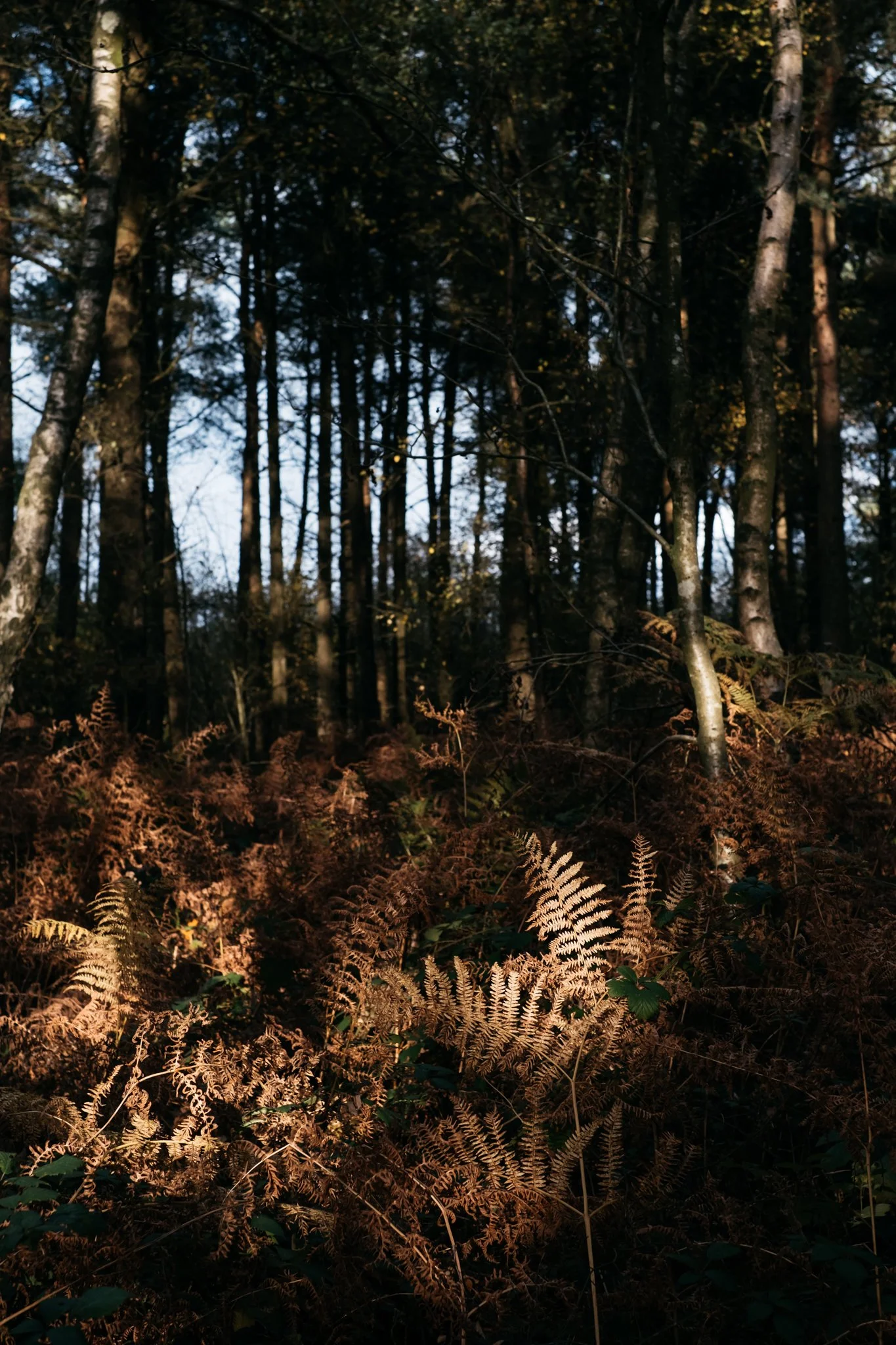 Derbyshire: Photography of Matlock Forest.