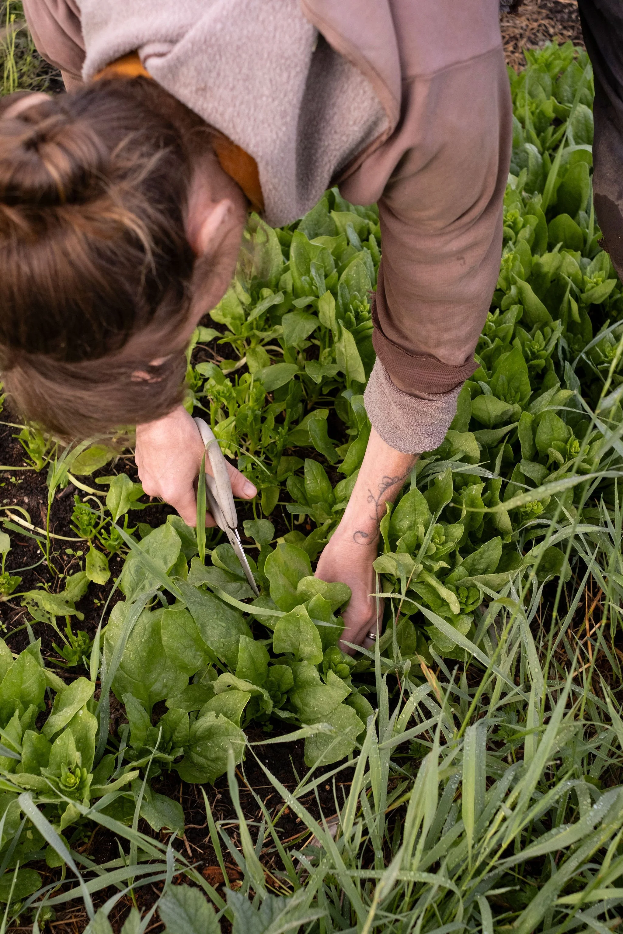 Photography for an organic vegetable box scheme. Permaculture photographer in Derbyshire.