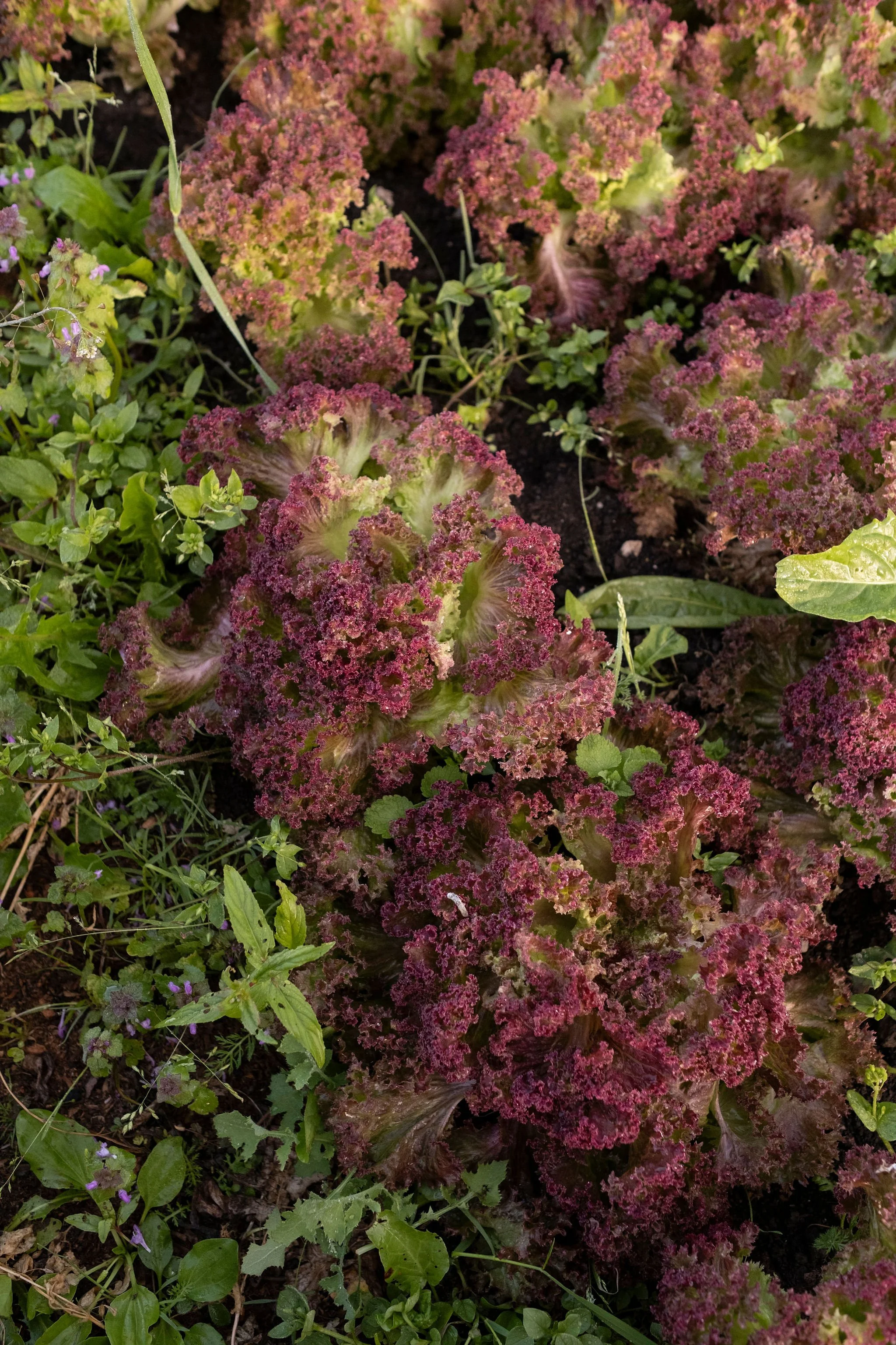 Photography for an organic vegetable box scheme. Permaculture photographer in Derbyshire.