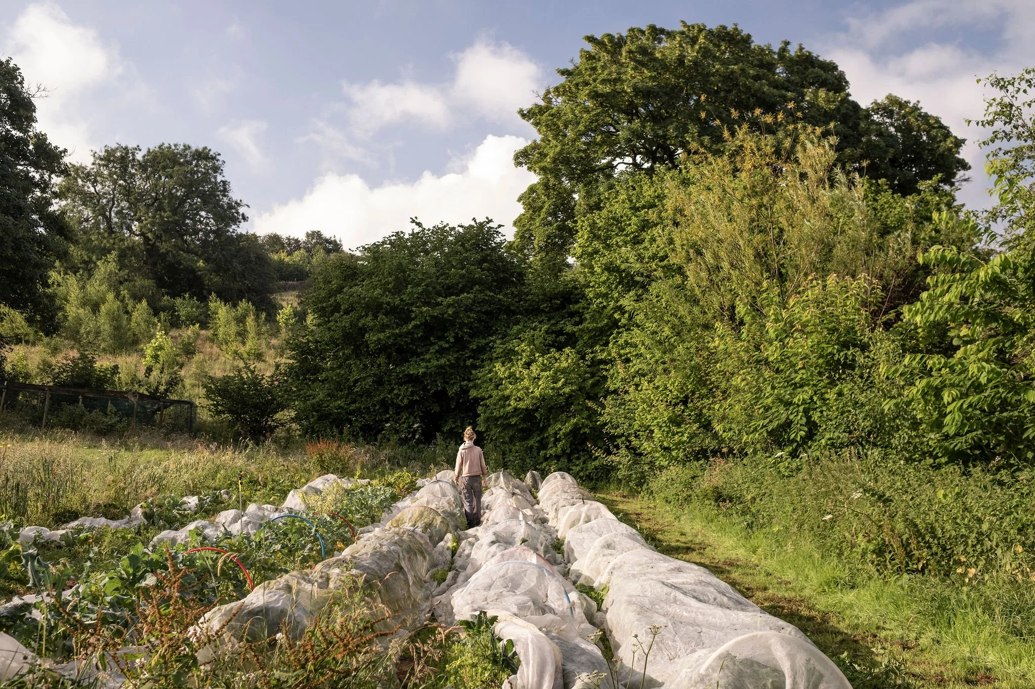 Photography for an organic vegetable box scheme. Permaculture photographer in Derbyshire.
