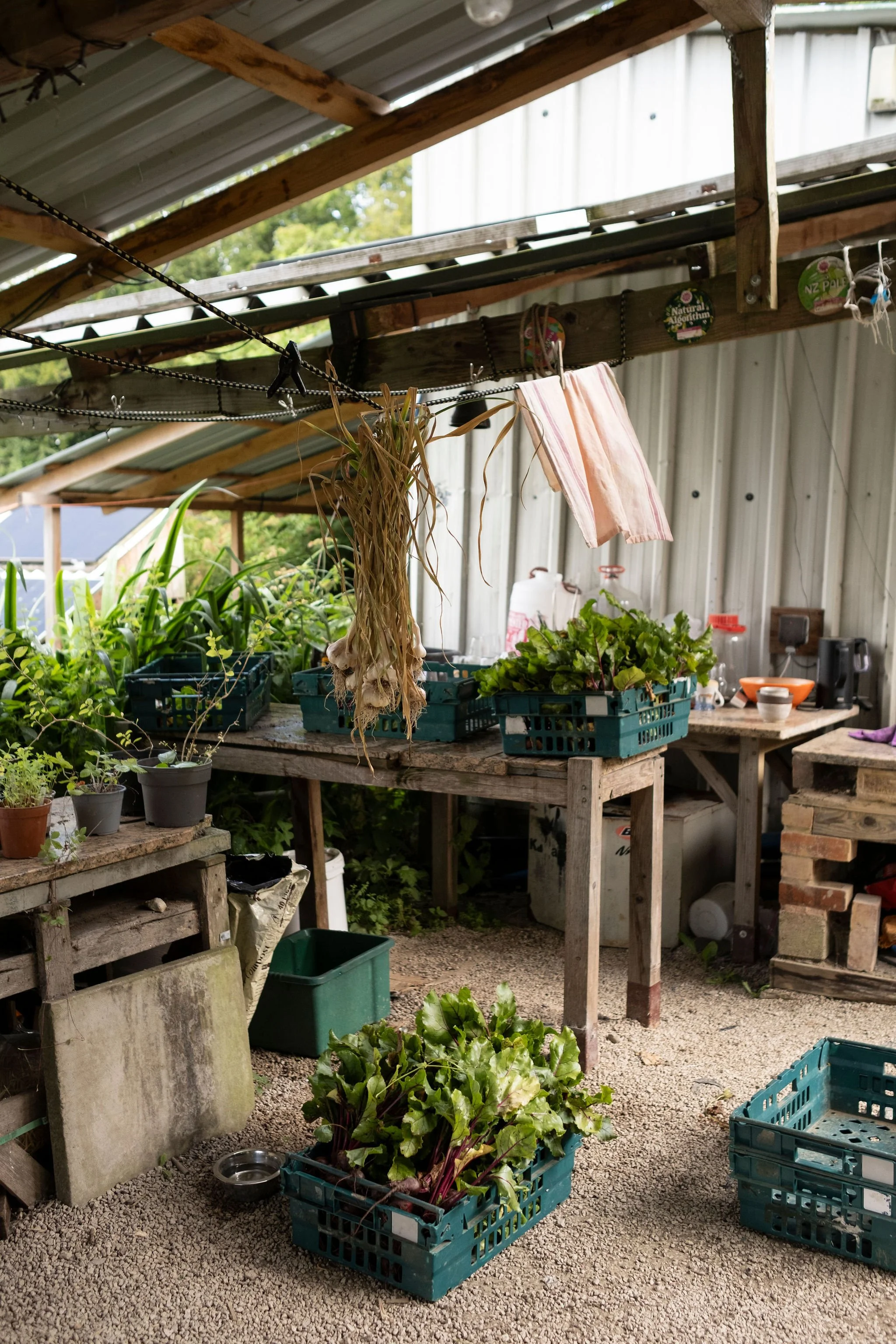 Photography for an organic vegetable box scheme. Permaculture photographer in Derbyshire.