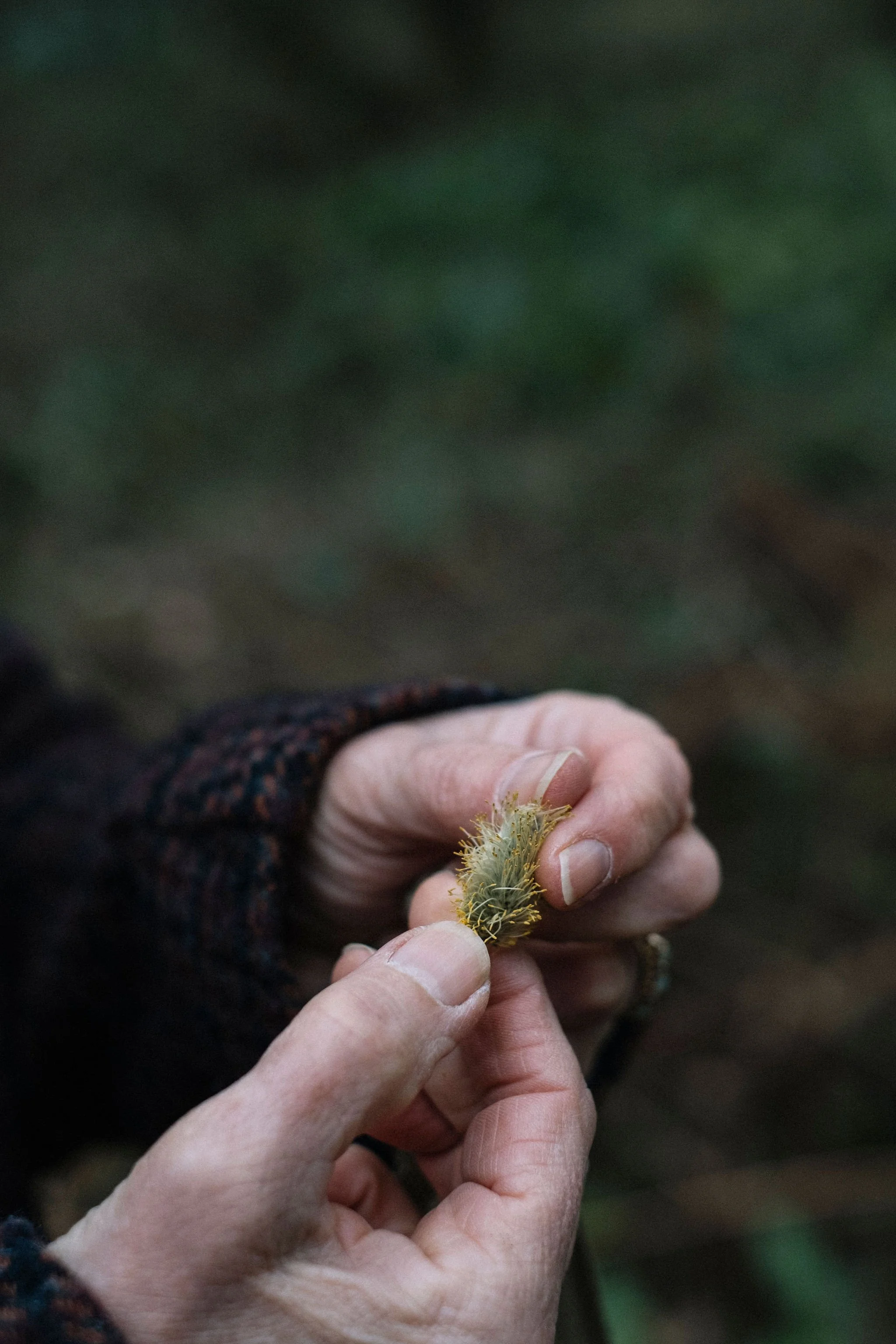 Brand shoot for nature based artist Jane Bevan in South Derbyshire.