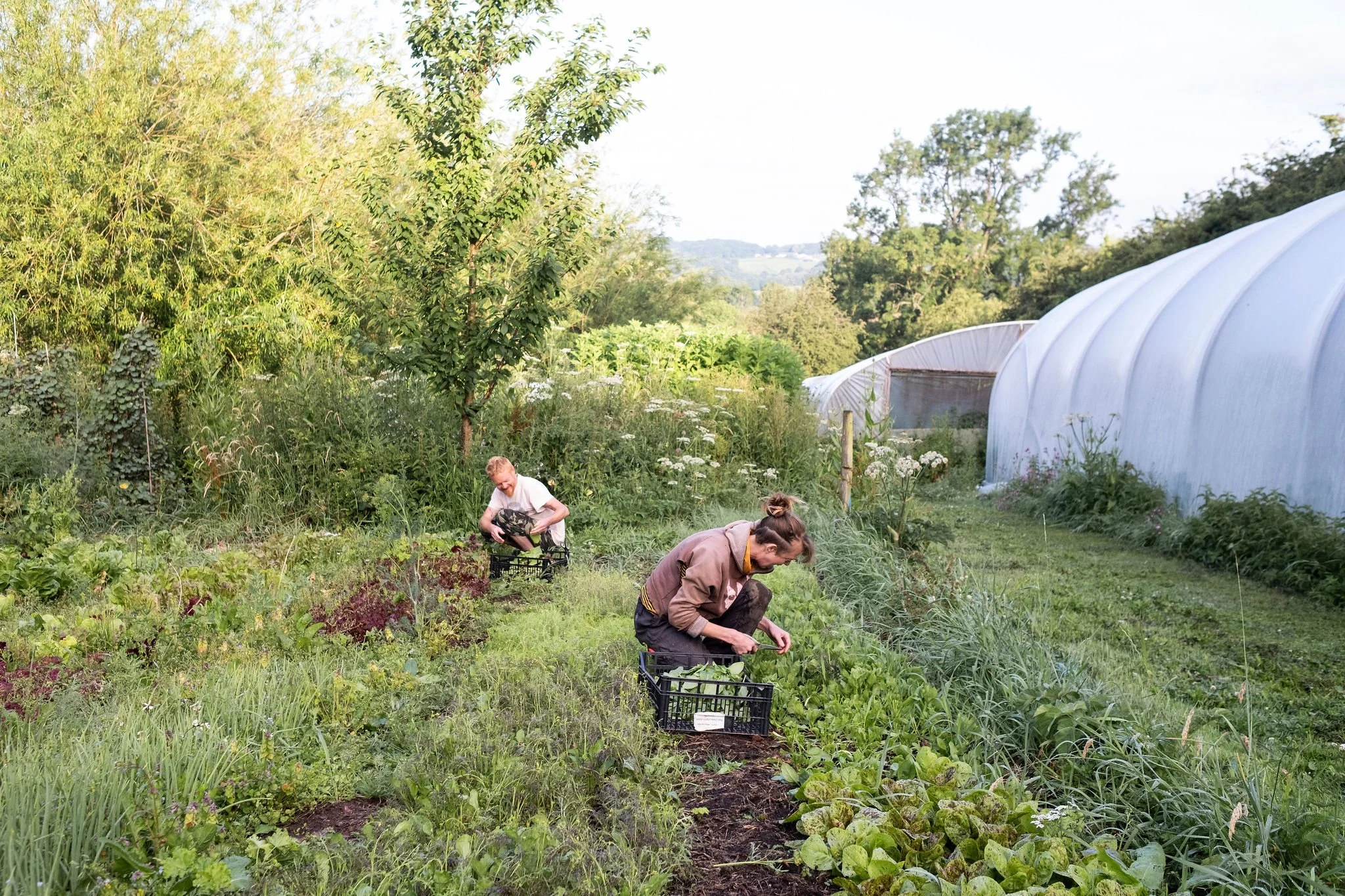 Photography for an organic vegetable box scheme. Permaculture photographer in Derbyshire.