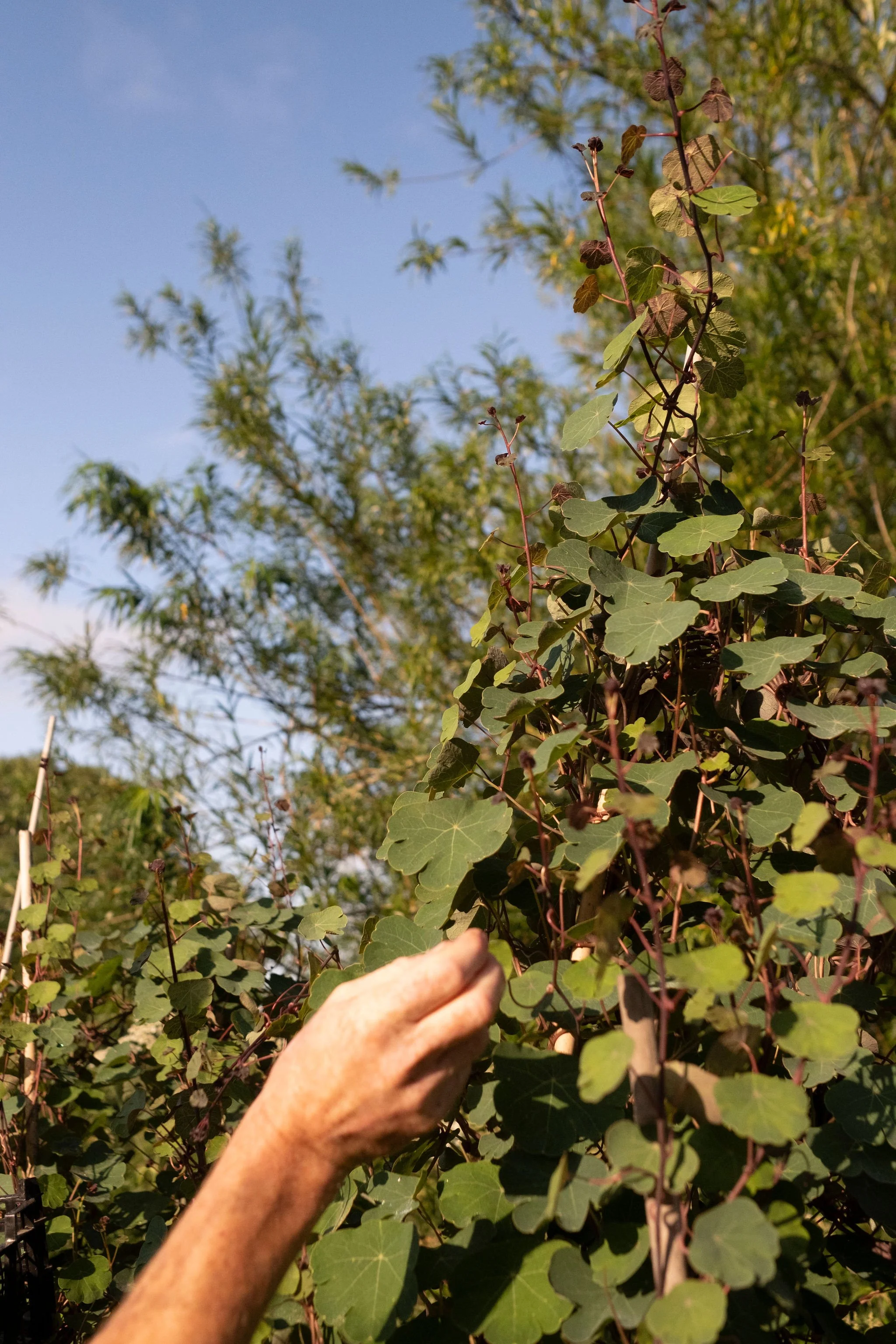 Photography for an organic vegetable box scheme. Permaculture photographer in Derbyshire.
