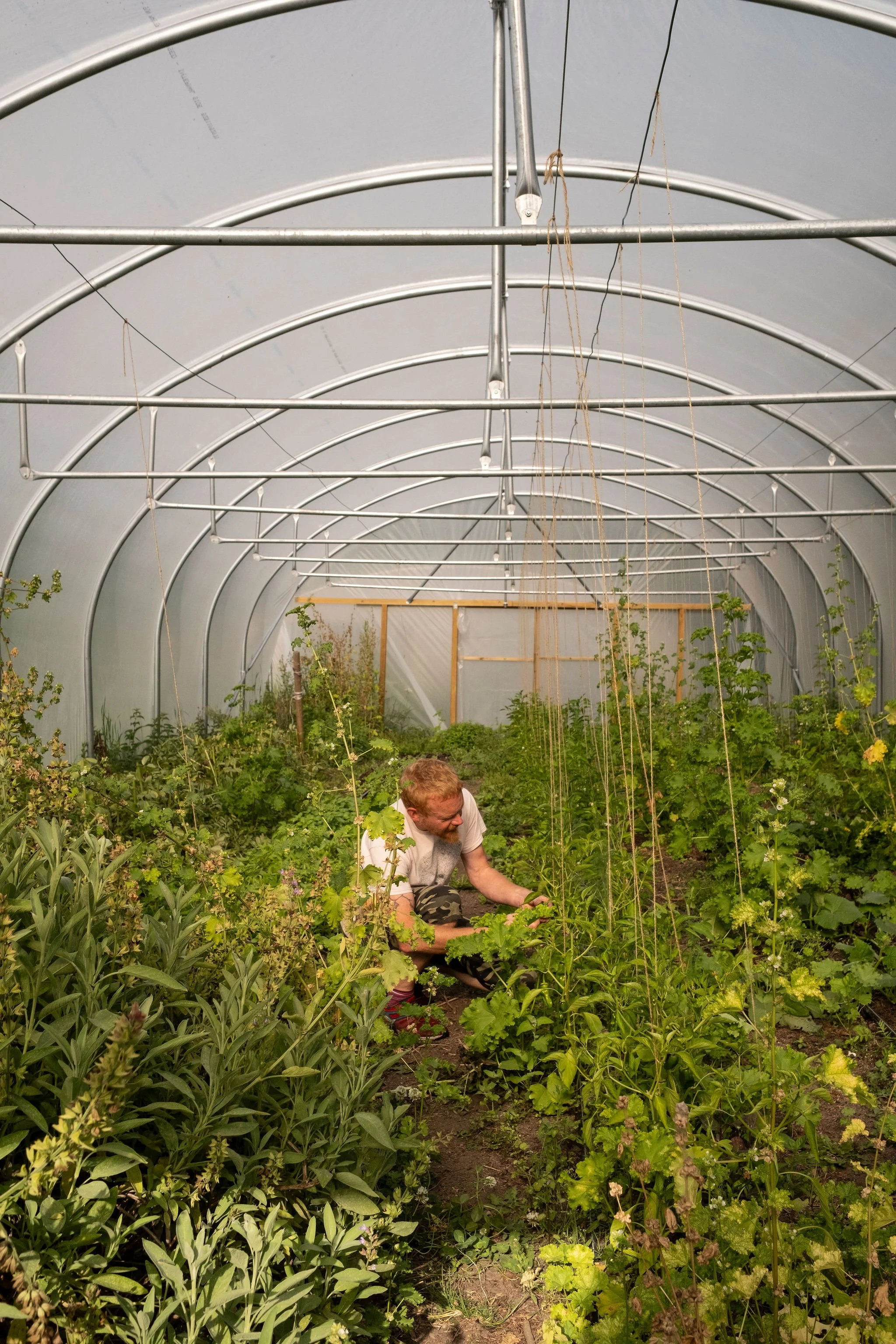 Photography for an organic vegetable box scheme. Permaculture photographer in Derbyshire.