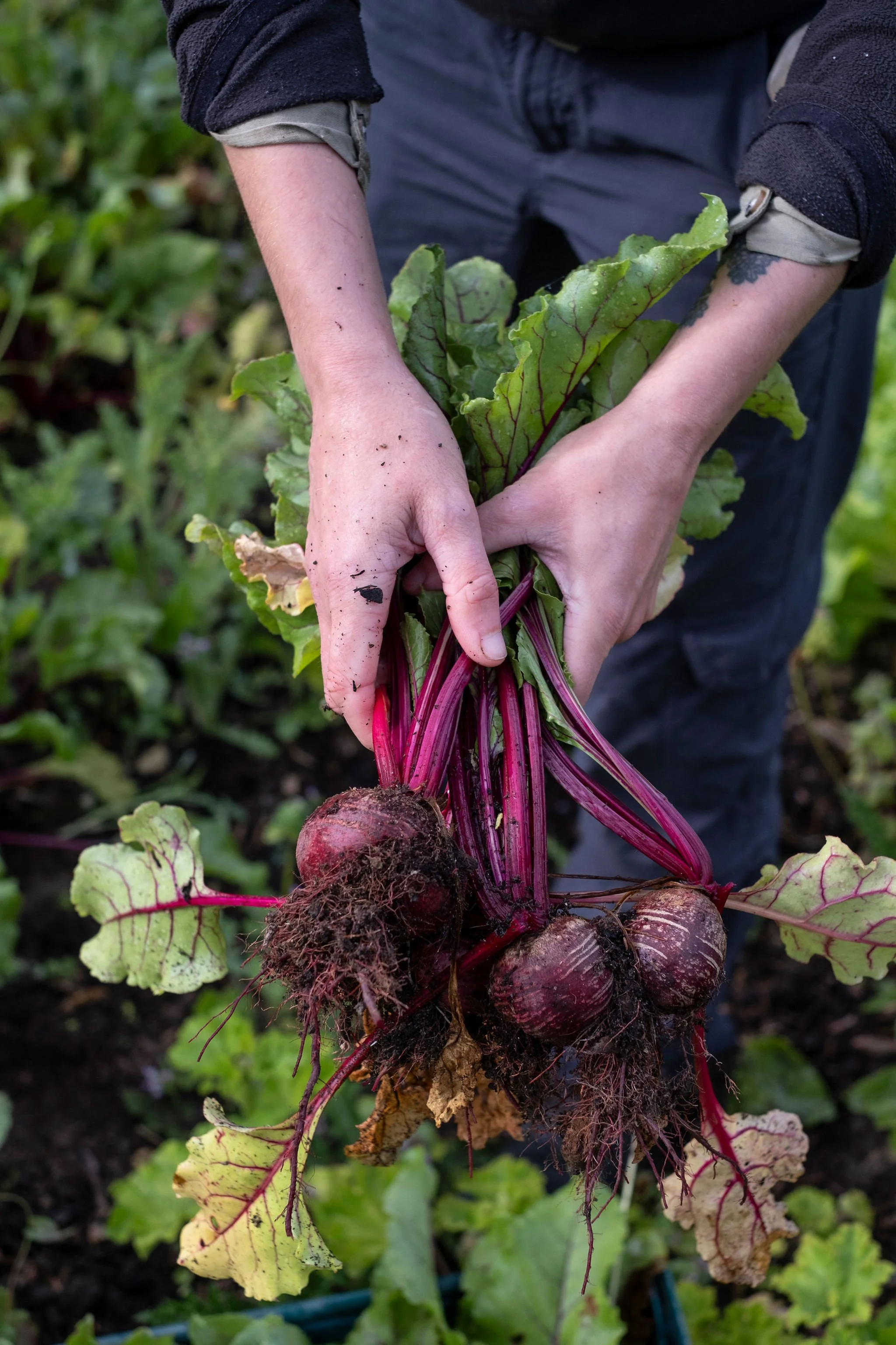 Photography for an organic vegetable box scheme. Permaculture photographer in Derbyshire.