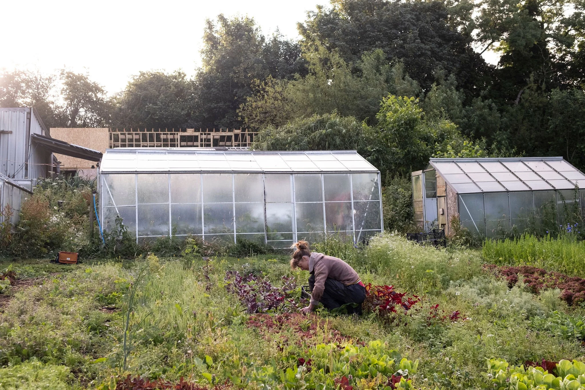 Photography for an organic vegetable box scheme. Permaculture photographer in Derbyshire.