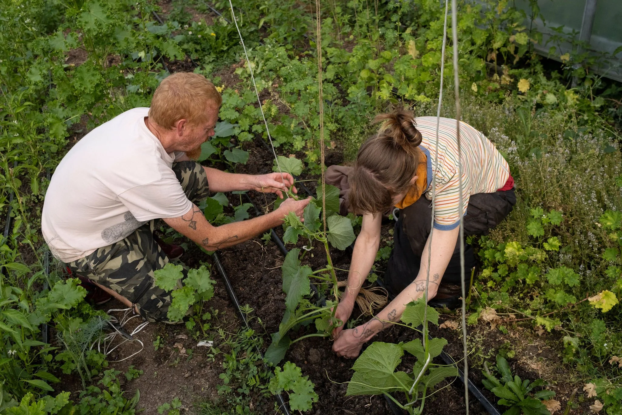 Photography for an organic vegetable box scheme. Permaculture photographer in Derbyshire.