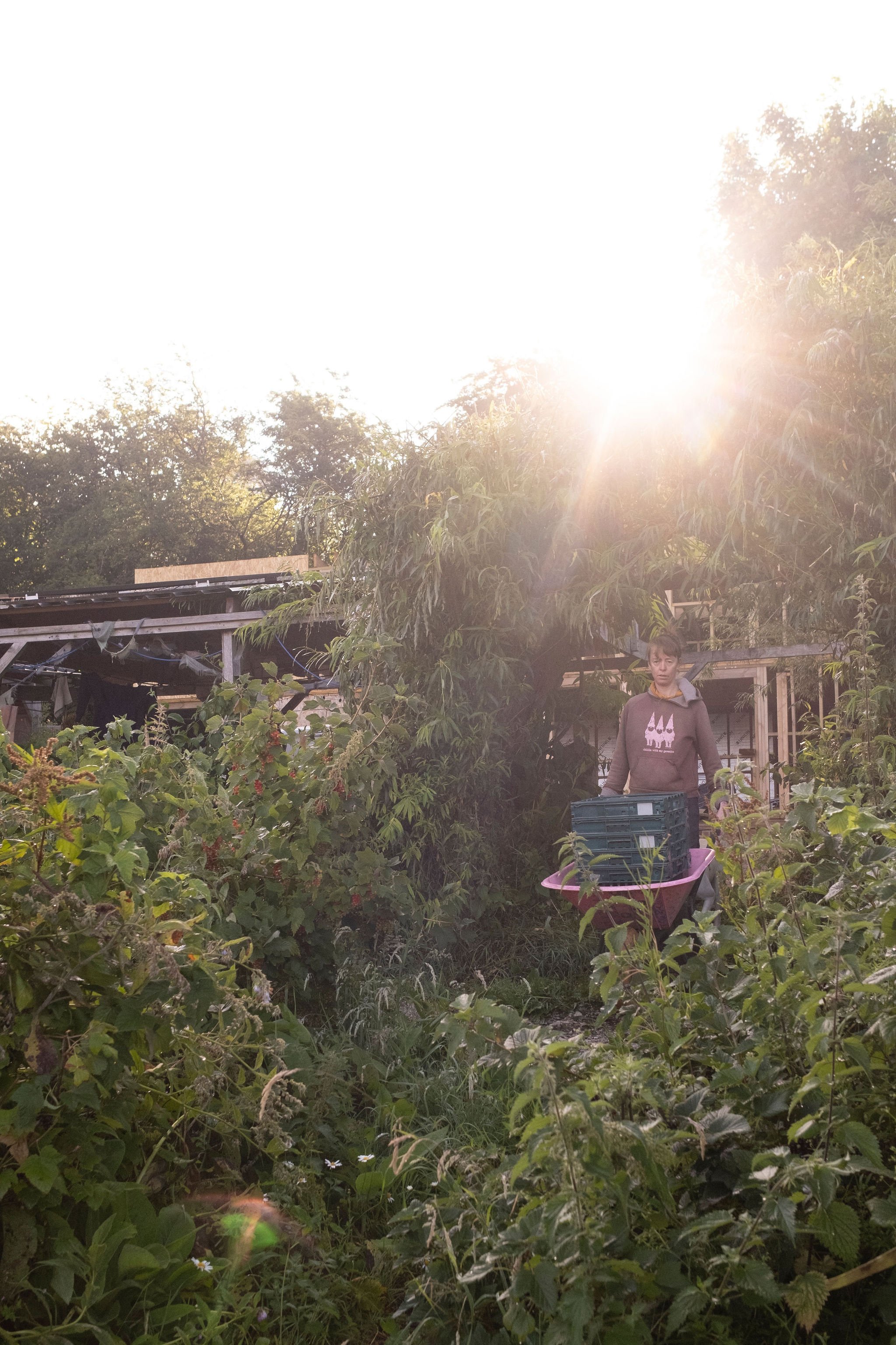 Photography for an organic vegetable box scheme. Permaculture photographer in Derbyshire.