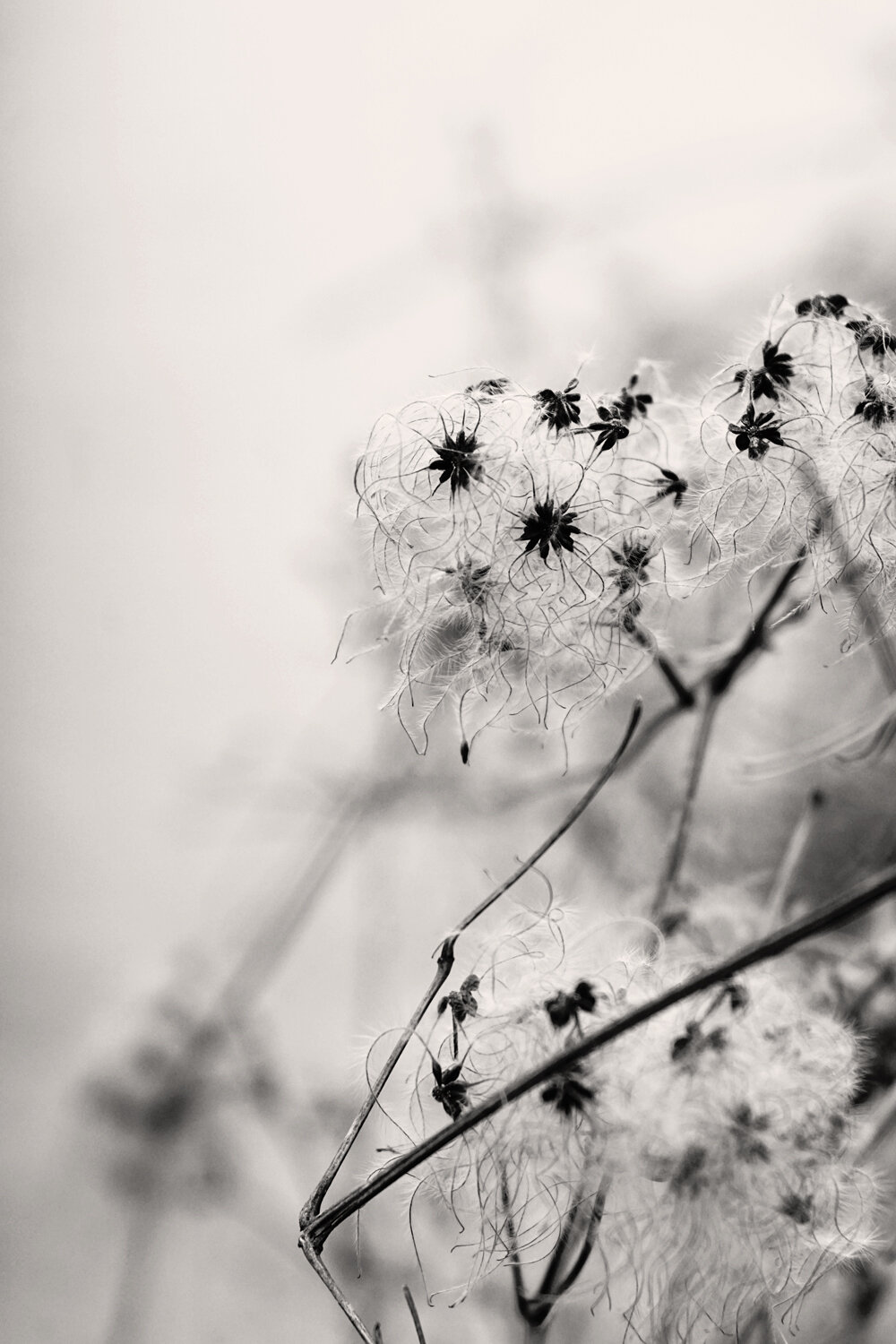 Daisies in winter