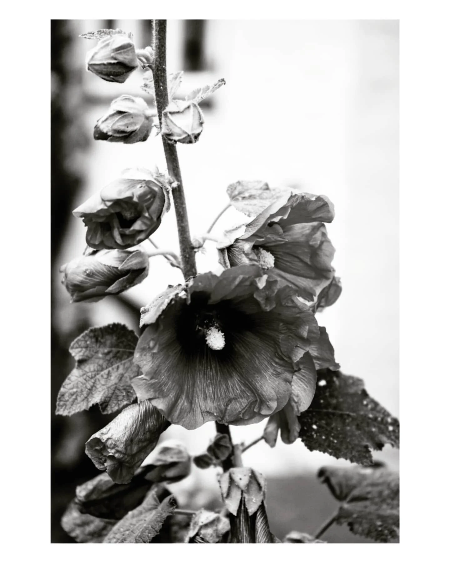 🌺

Flowers along In Der Techt, a quiet residential street in L&uuml;neburg, near Hamburg

2020/07

#germany #bnw