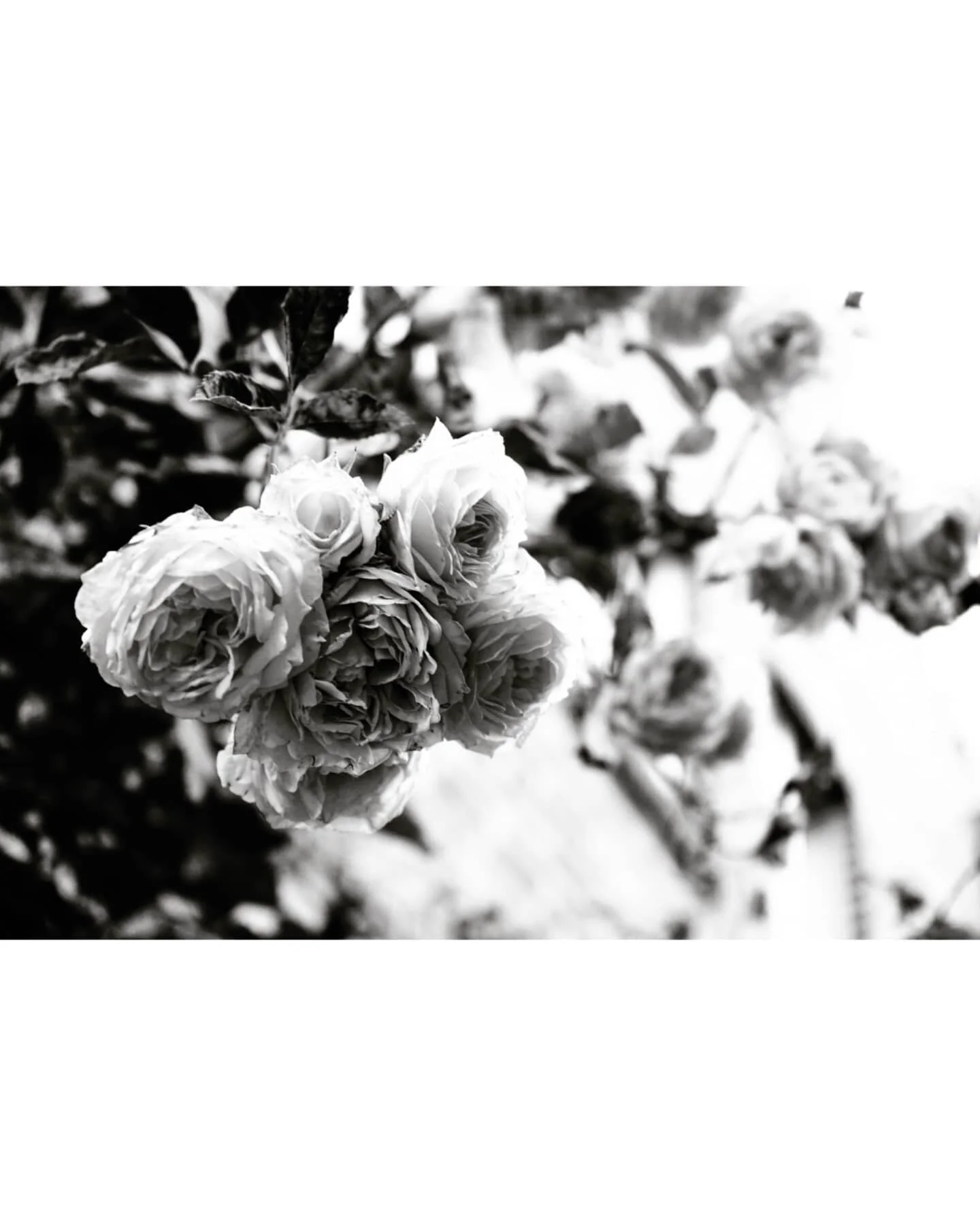🌹

Flowers along In Der Techt, a quiet residential street in L&uuml;neburg, near Hamburg

2020/07

#germany #bnw