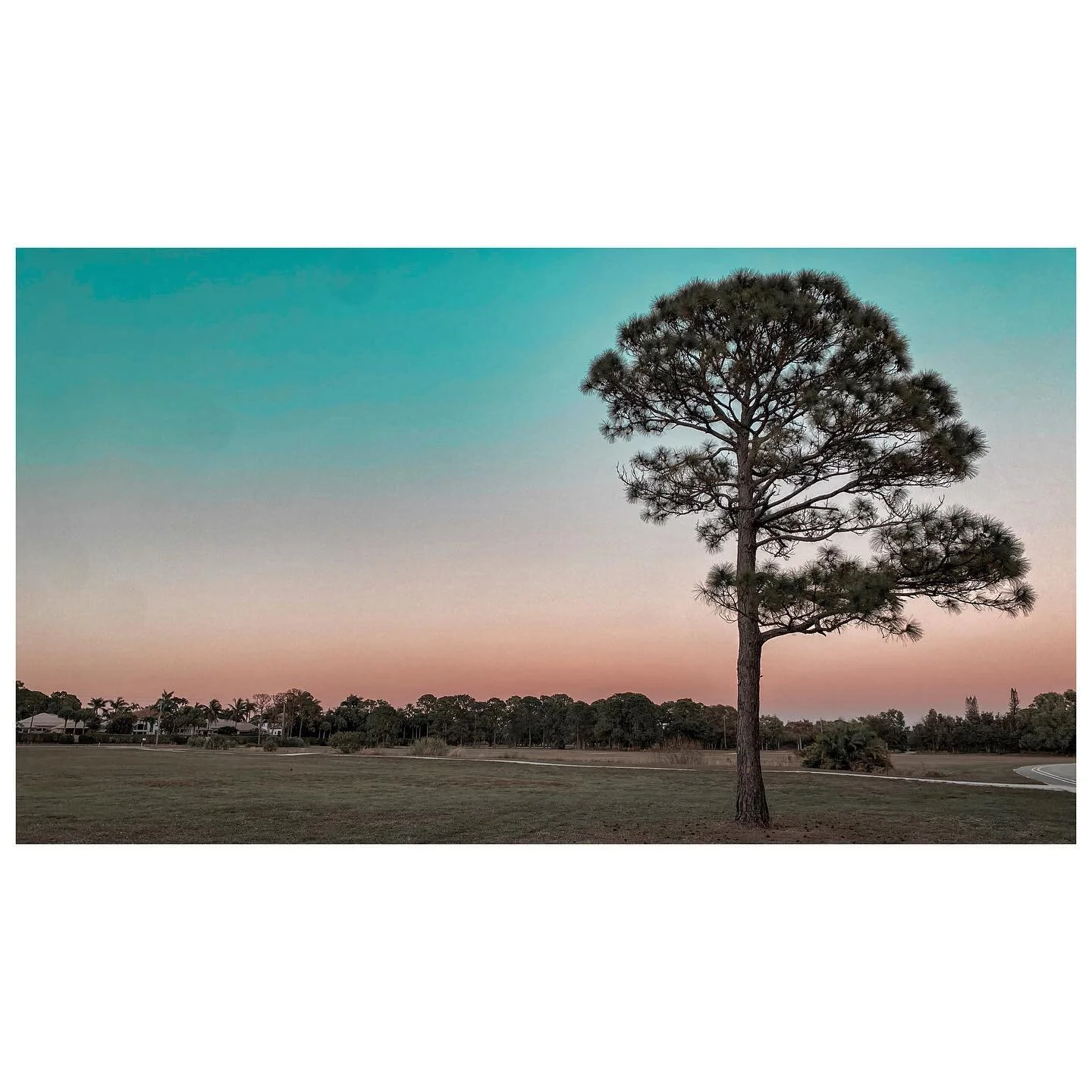 Florida Winter. 
.
.
.
.
.
.

#travelphotography #dawn 
#nature #photos #instagood #lensculture  #camera #photoshoot #like #candid #magazine #artist #instalike  #contemporaryphotography  #instadaily #wanderlust  #beautiful #captures  #500px #flickr #