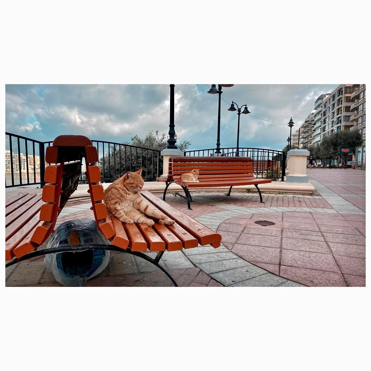 Garfield and his friend. 
.
.
.

#travelphotography
#Malta #ballutabay #photos #FujiX100S #instagood #lensculture  #camera #photoshoot #like #candid #artist #instalike  #contemporaryphotography  #instadaily #wanderlust  #beautiful #captures  #500px #