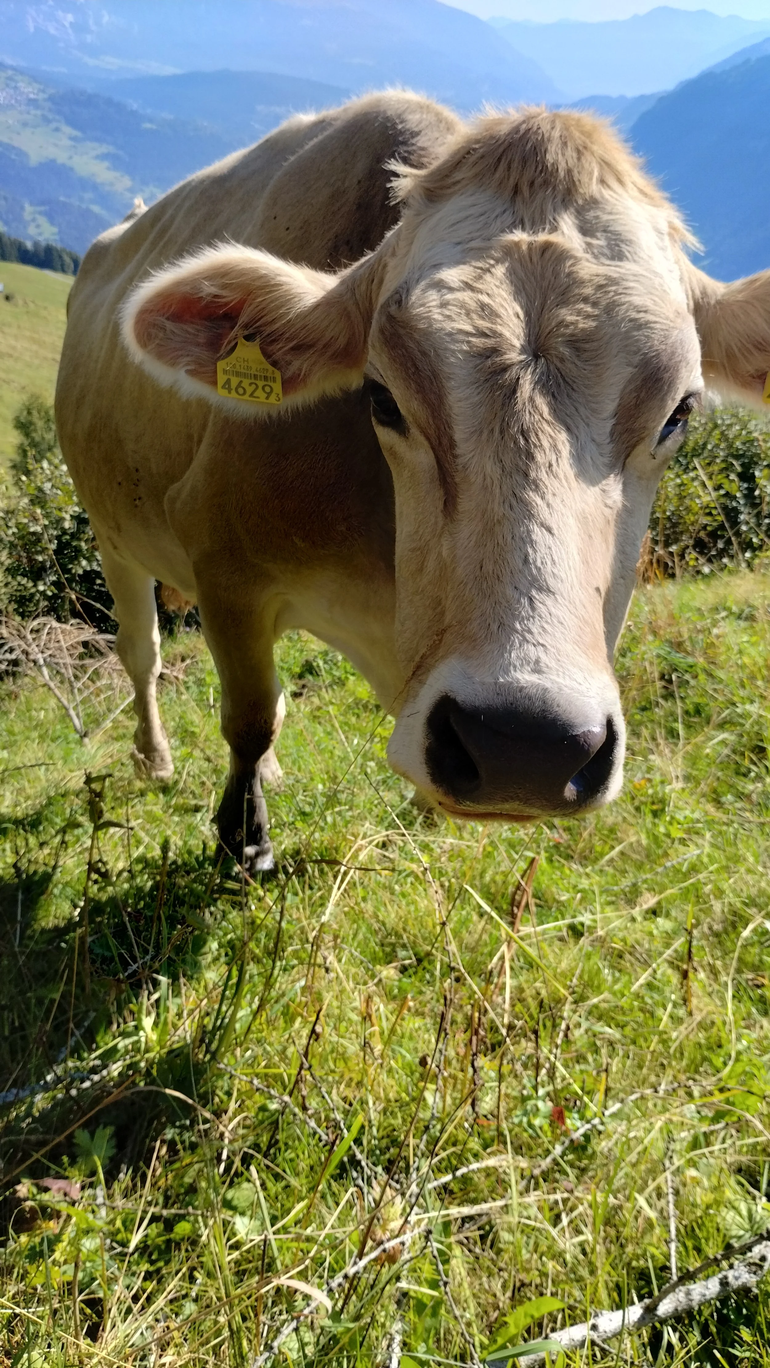 cow.jpg