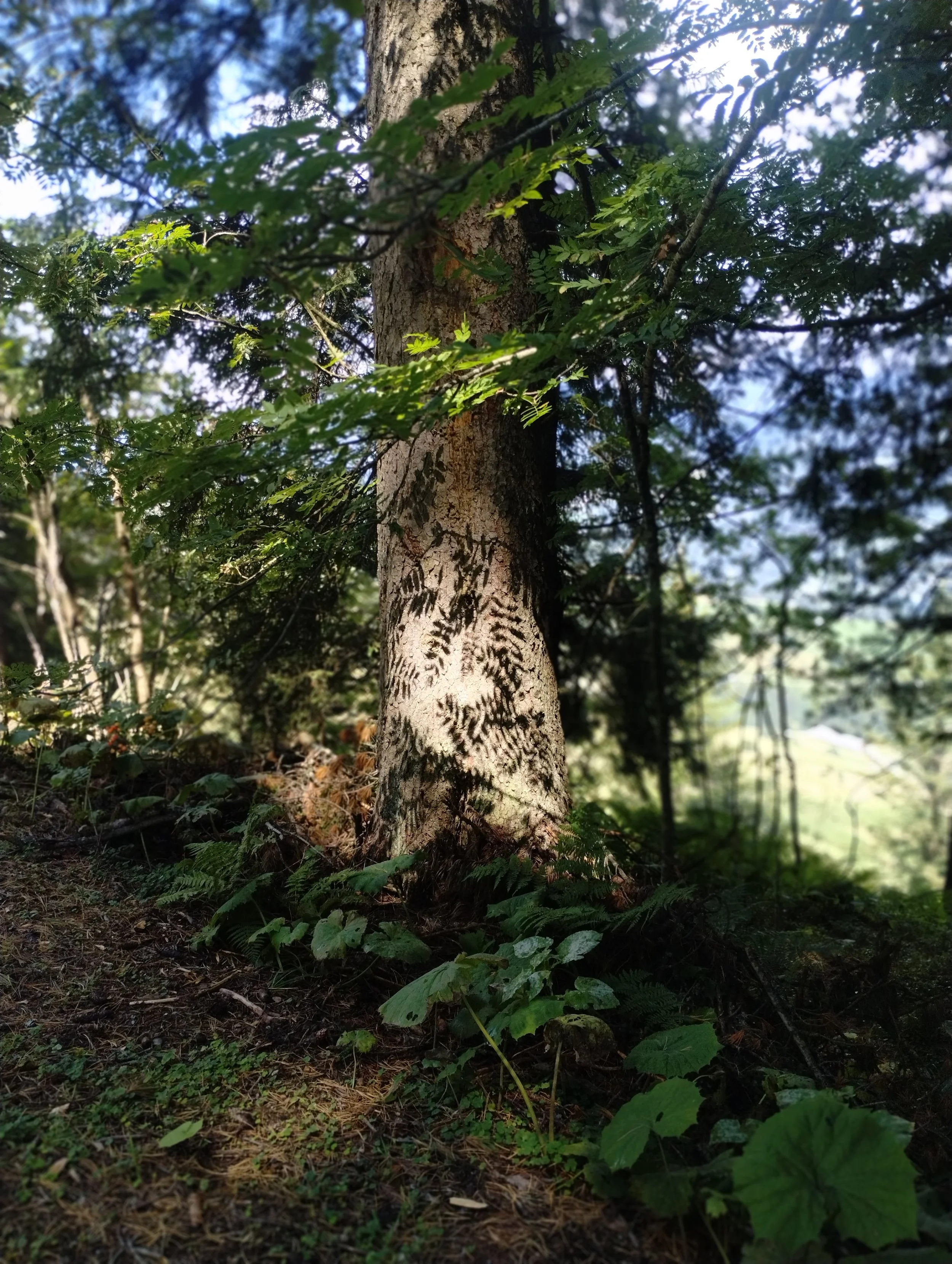 shadow tree.jpg