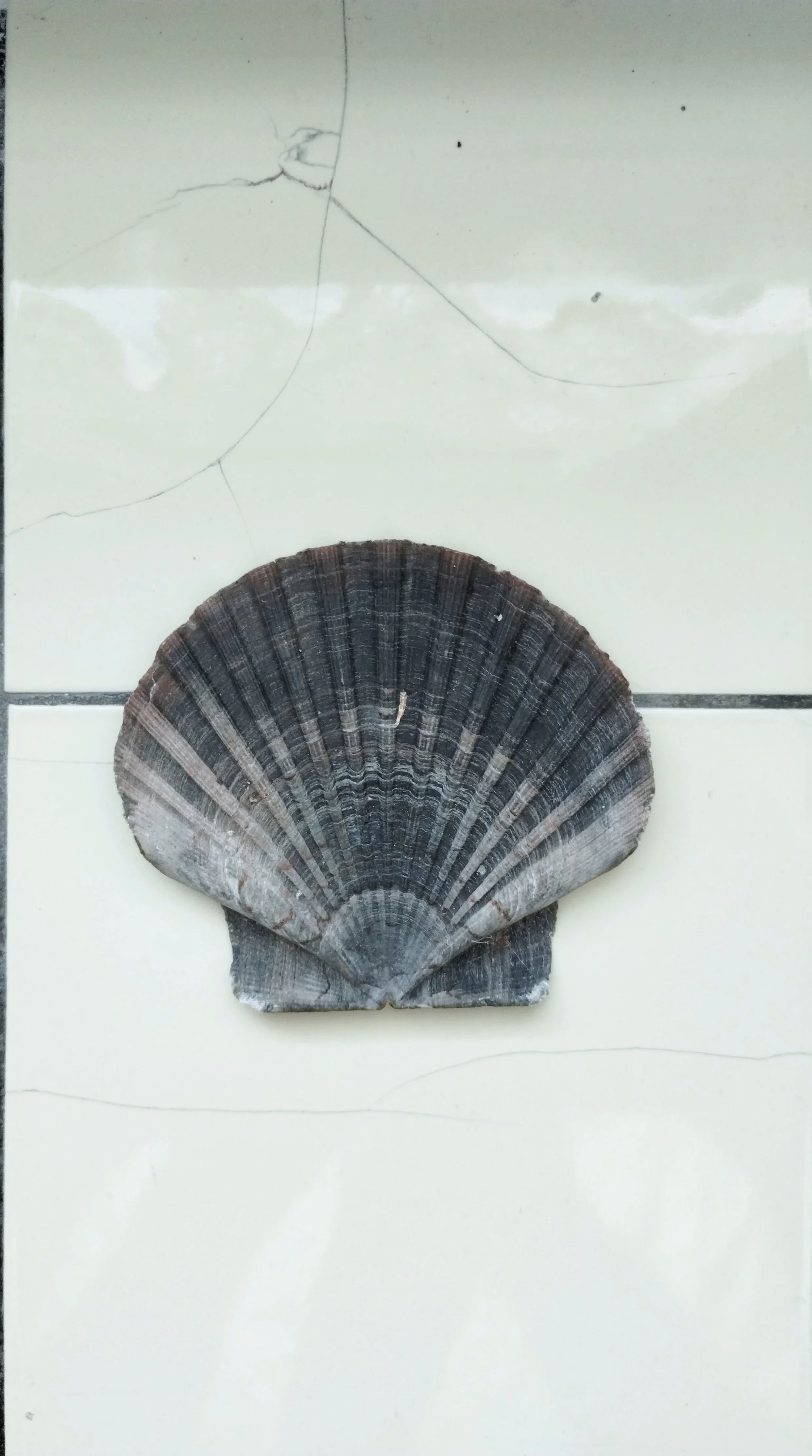A scallop shell