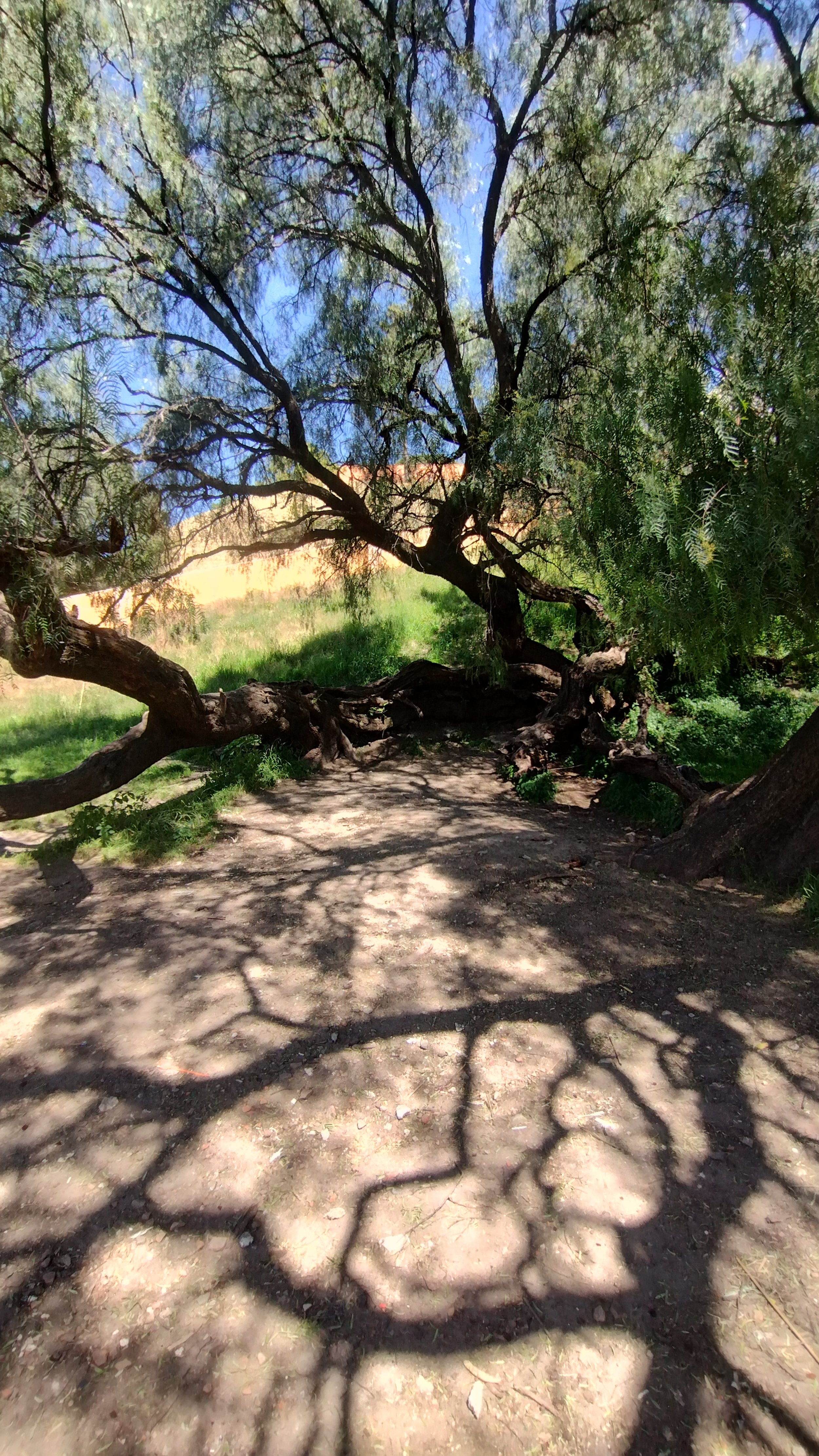 IMG_20251031_120922349_HDR.jpg