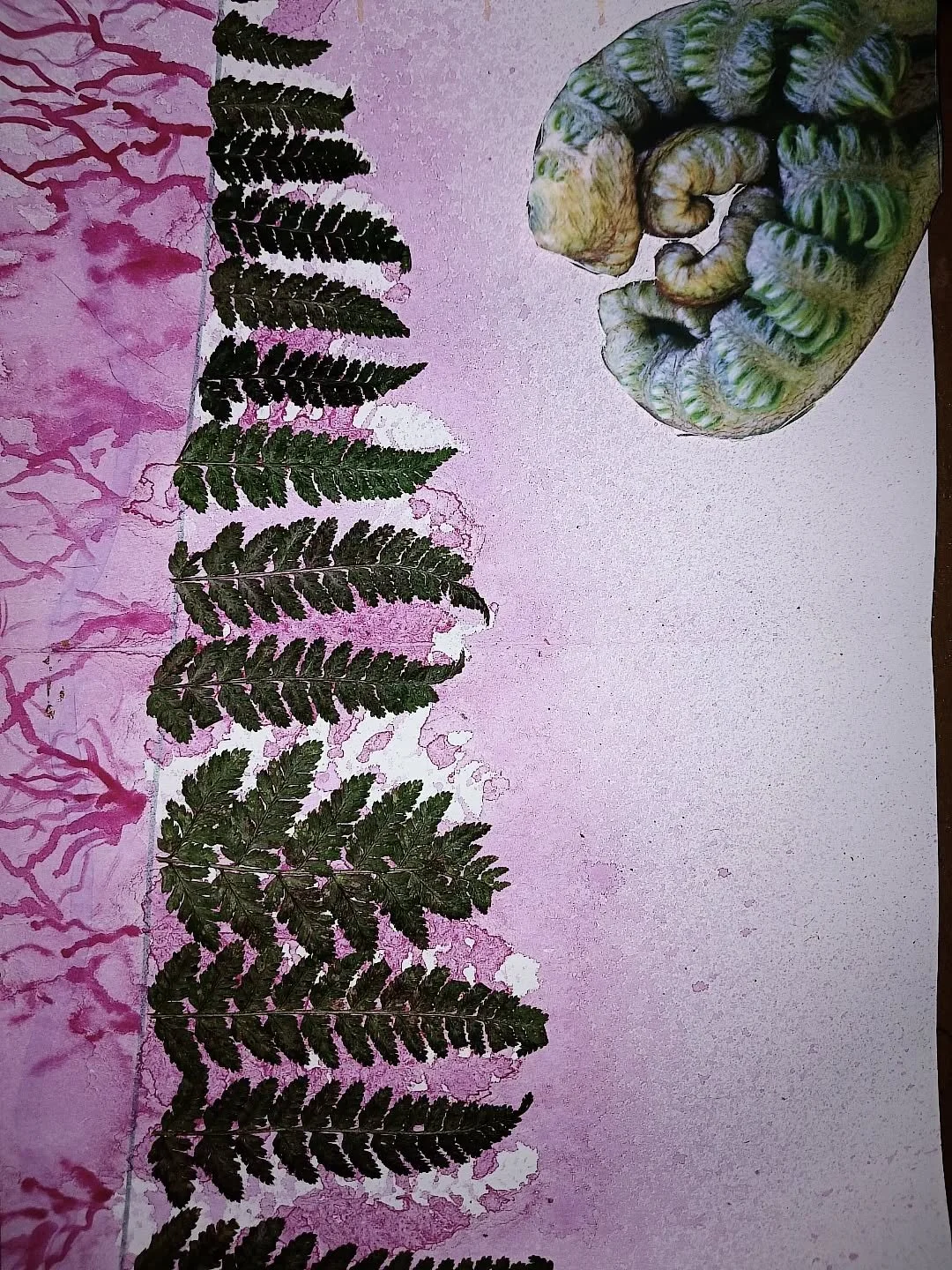 Another section of the map is complete! 🌱

This part focuses on the Dilatata fern (found in Shropshire,UK), which translates to 'spread out, apart'.

 I've incoorporated collage, repurposing a piece of a Valentine's card featuring a heart-shaped fer