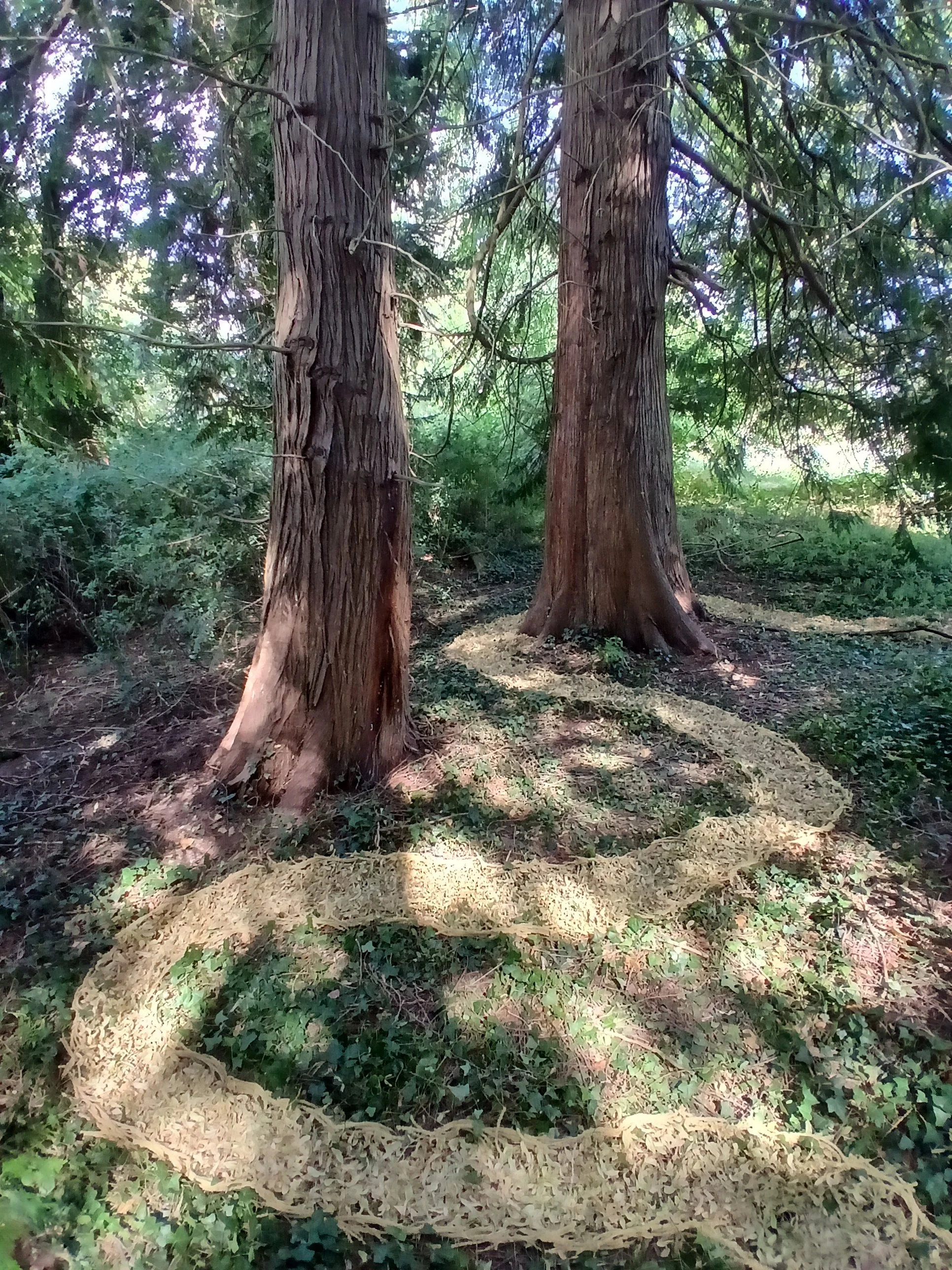 The Redwood Labyrinth