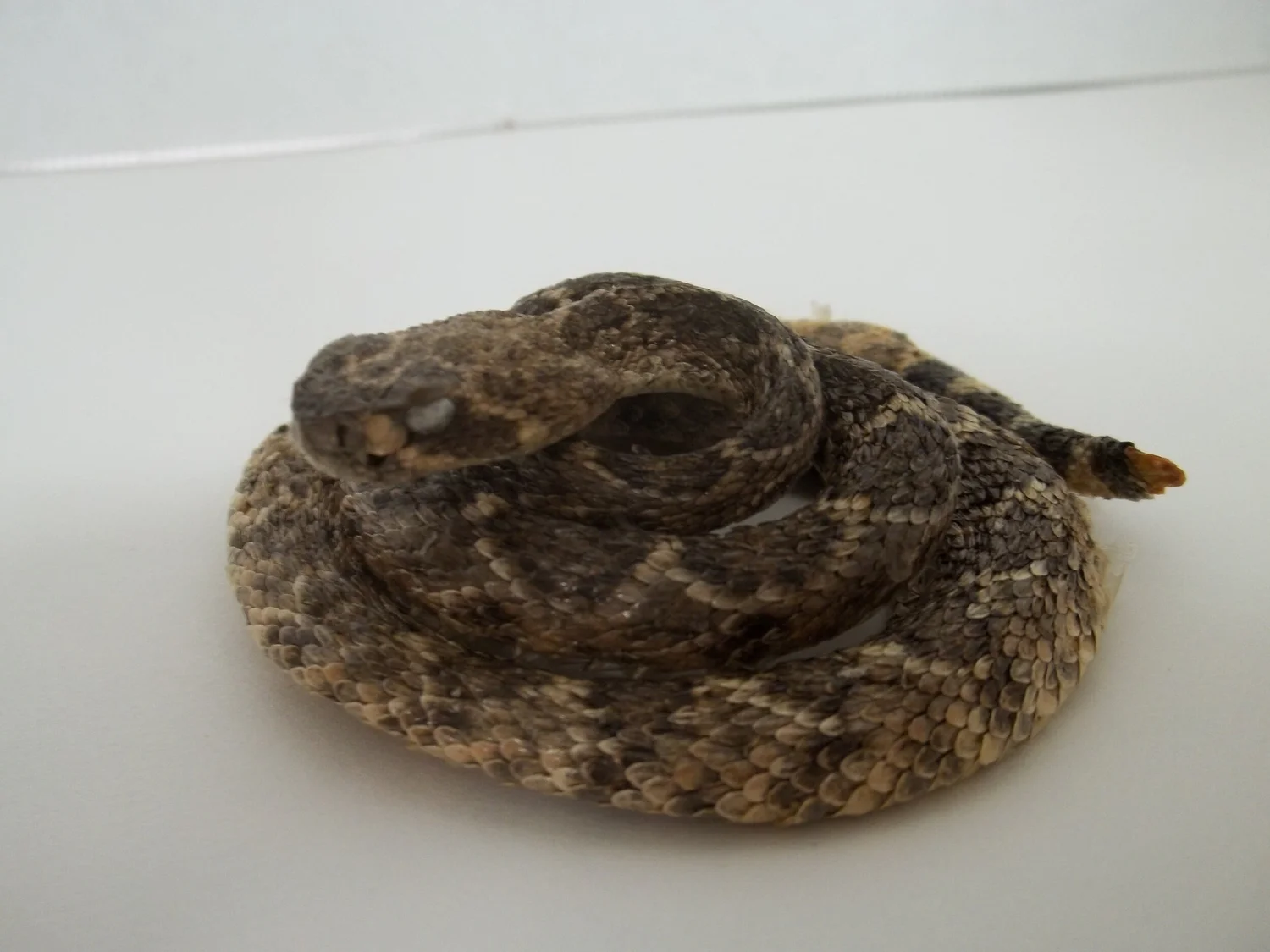 Shop — Texas Rattlesnake Shop